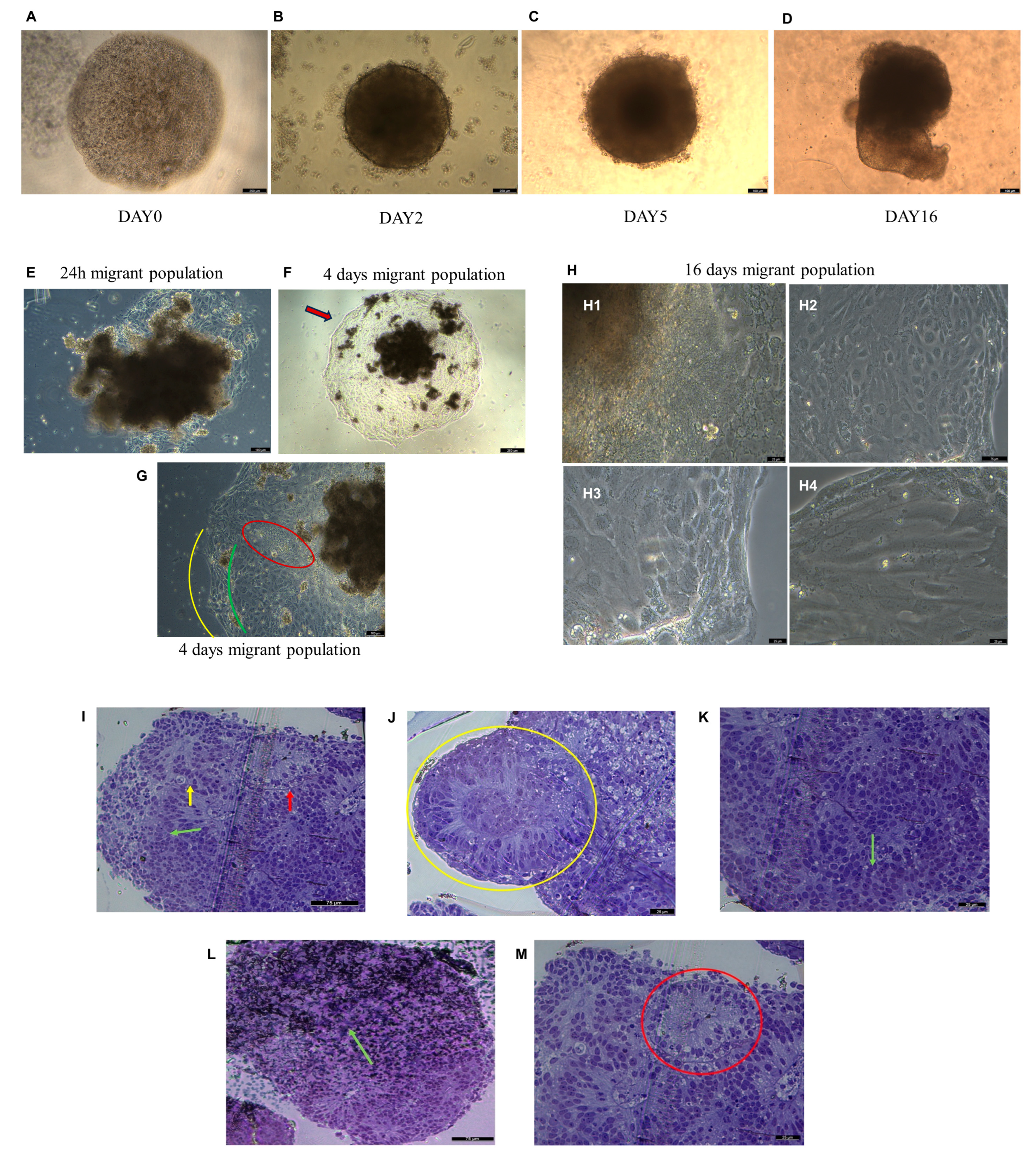 Ijms 25 09169 g005 Ijms 25 09169 g005