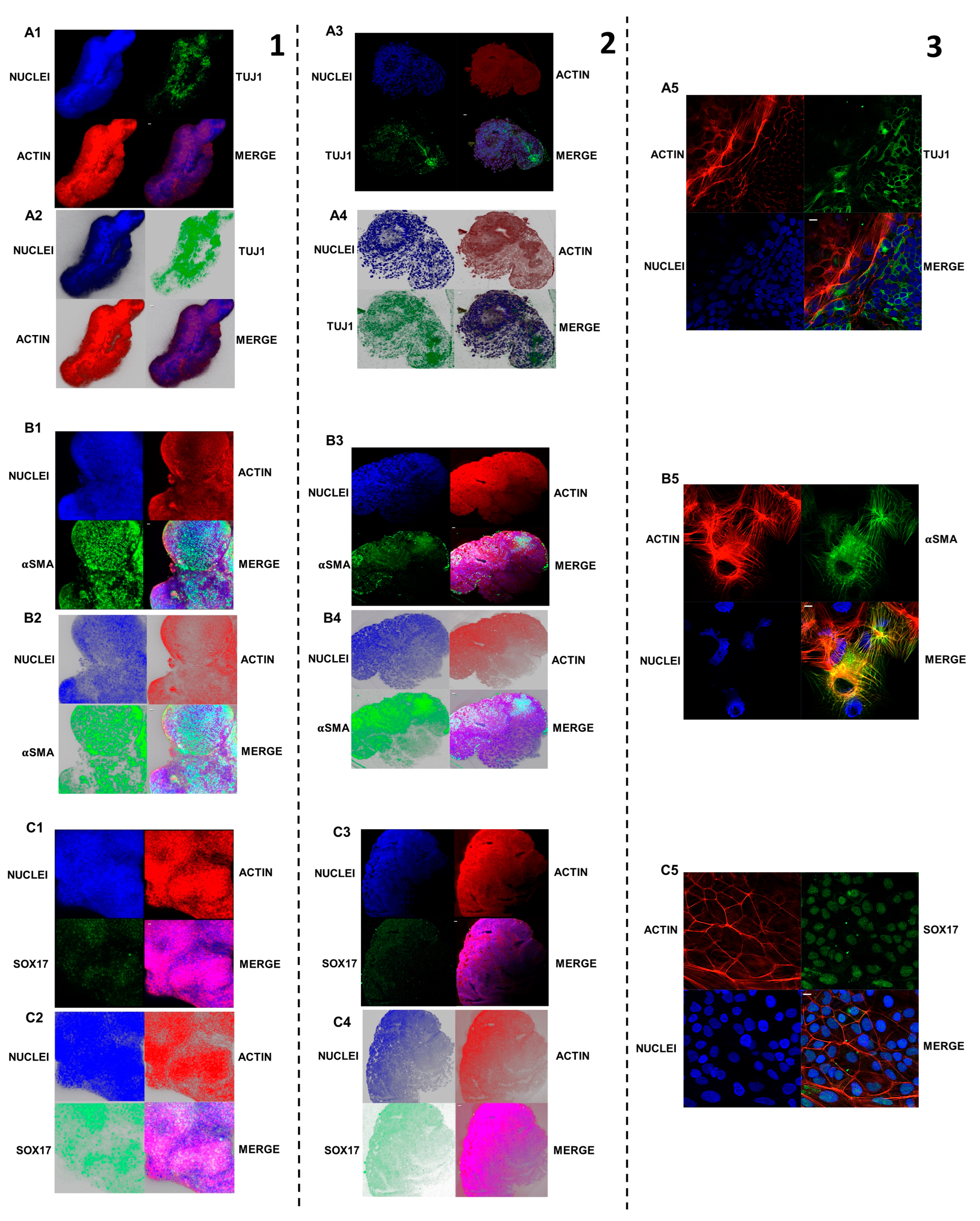 Ijms 25 09169 g006 Ijms 25 09169 g006