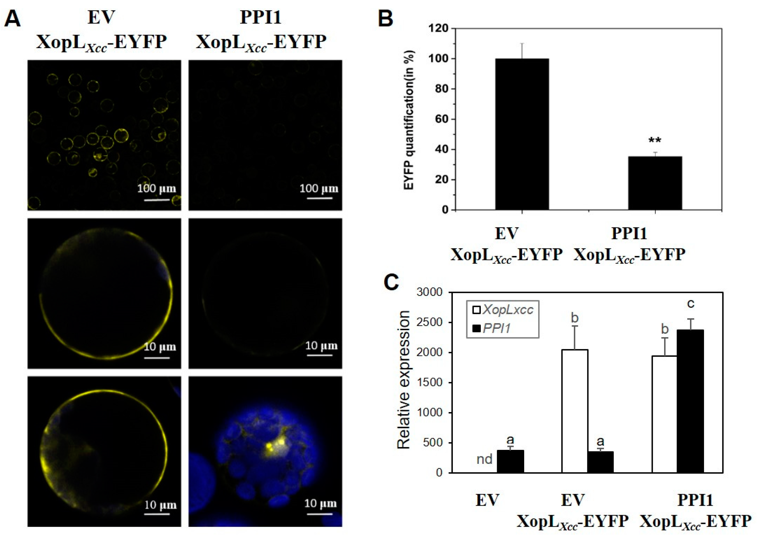 Ijms 25 09175 g004 Ijms 25 09175 g004