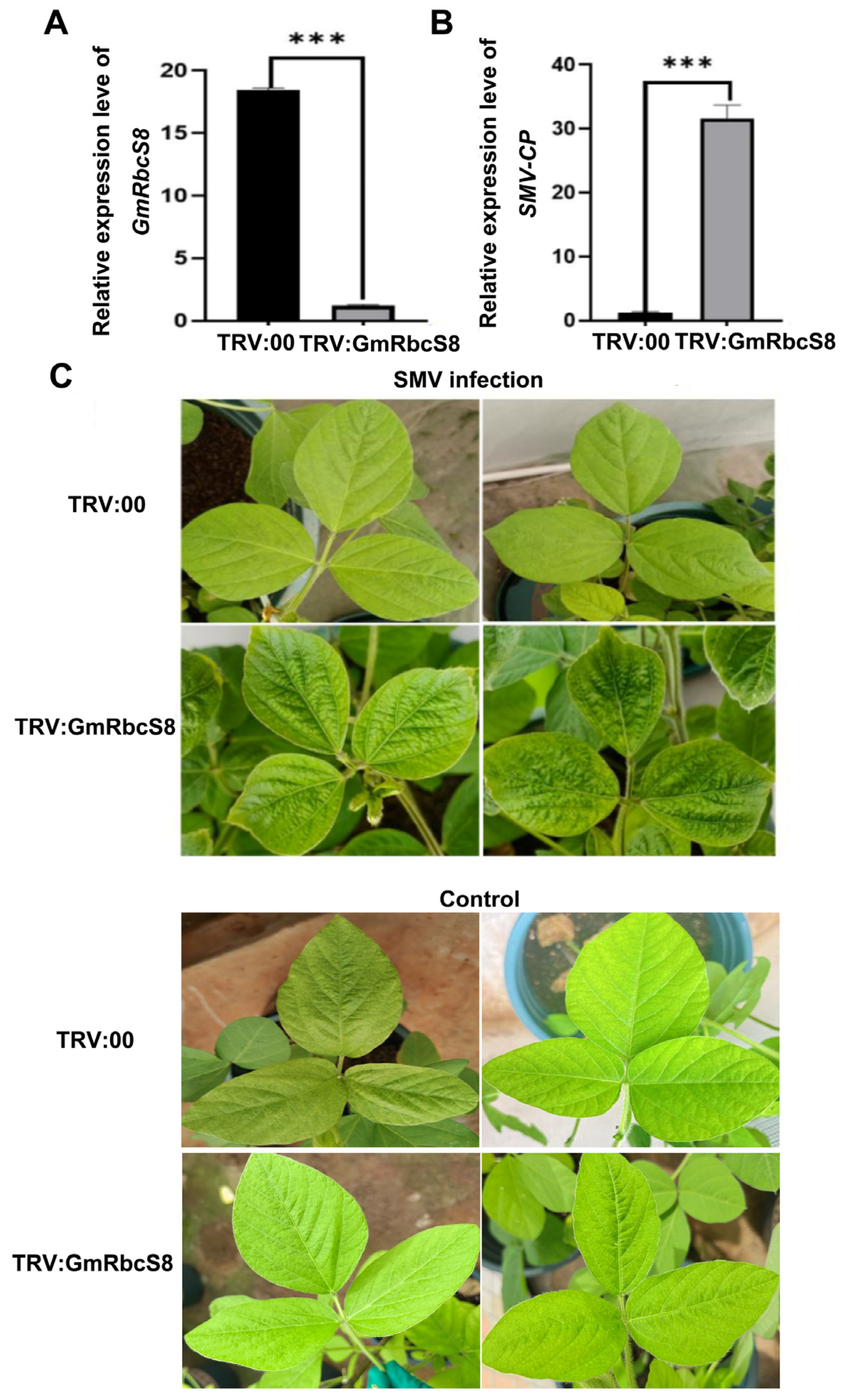 Ijms 25 09231 g009 Ijms 25 09231 g009