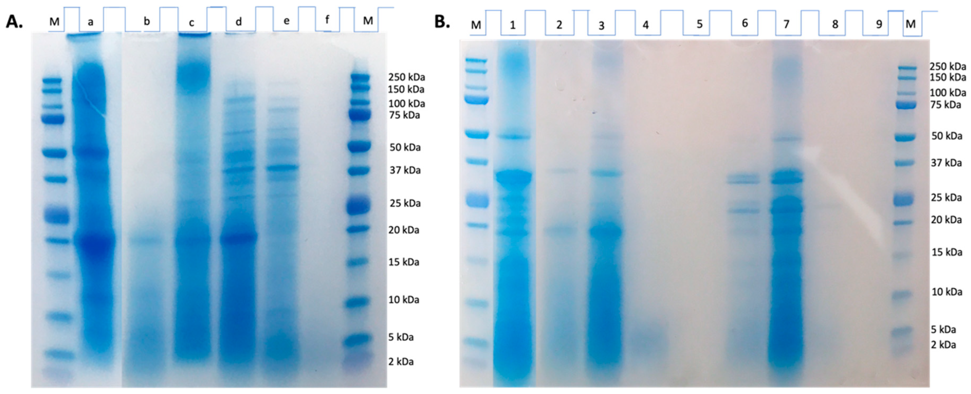 Ijms 25 09290 g001 Ijms 25 09290 g001