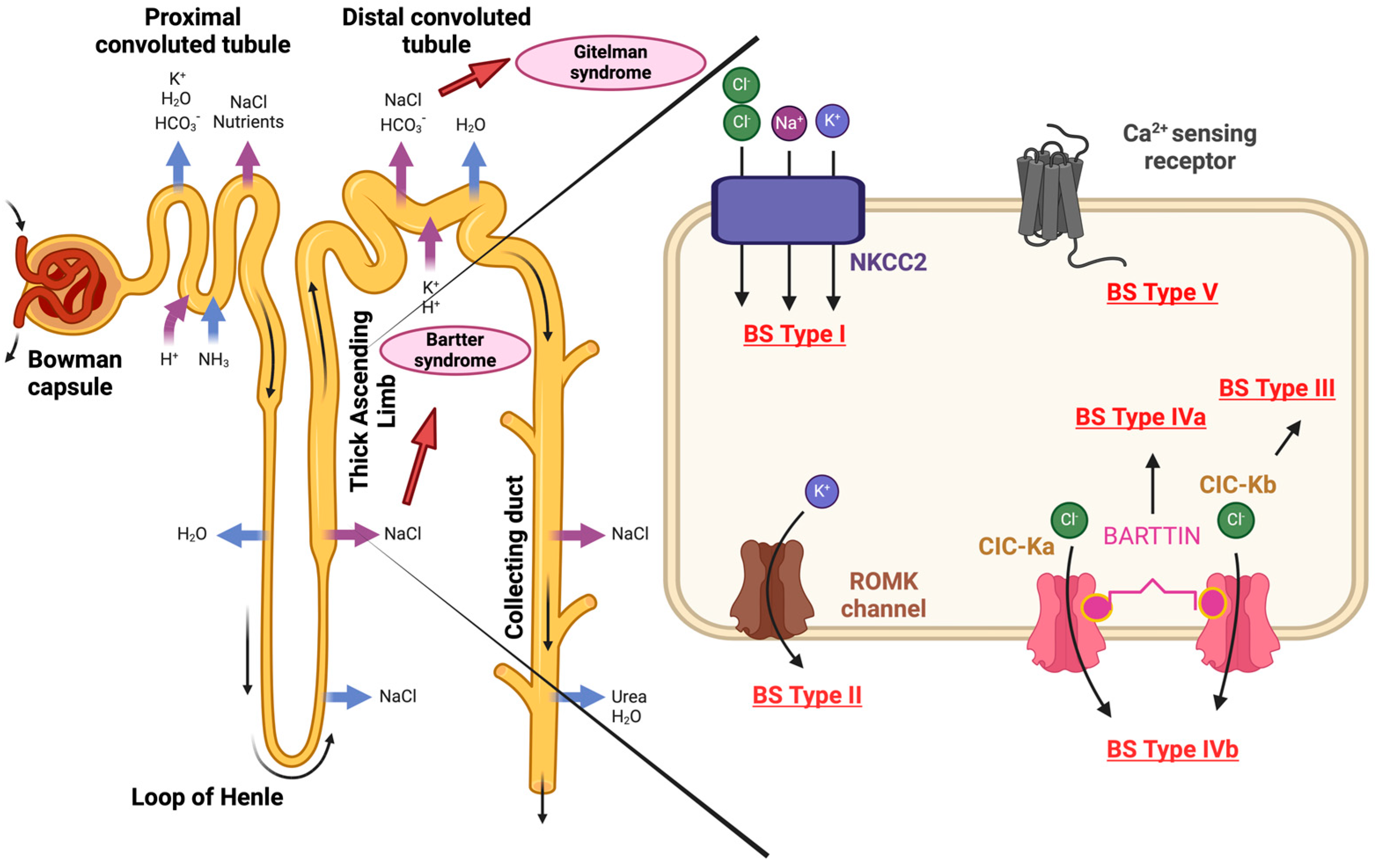Ijms 25 09332 g002 Ijms 25 09332 g002