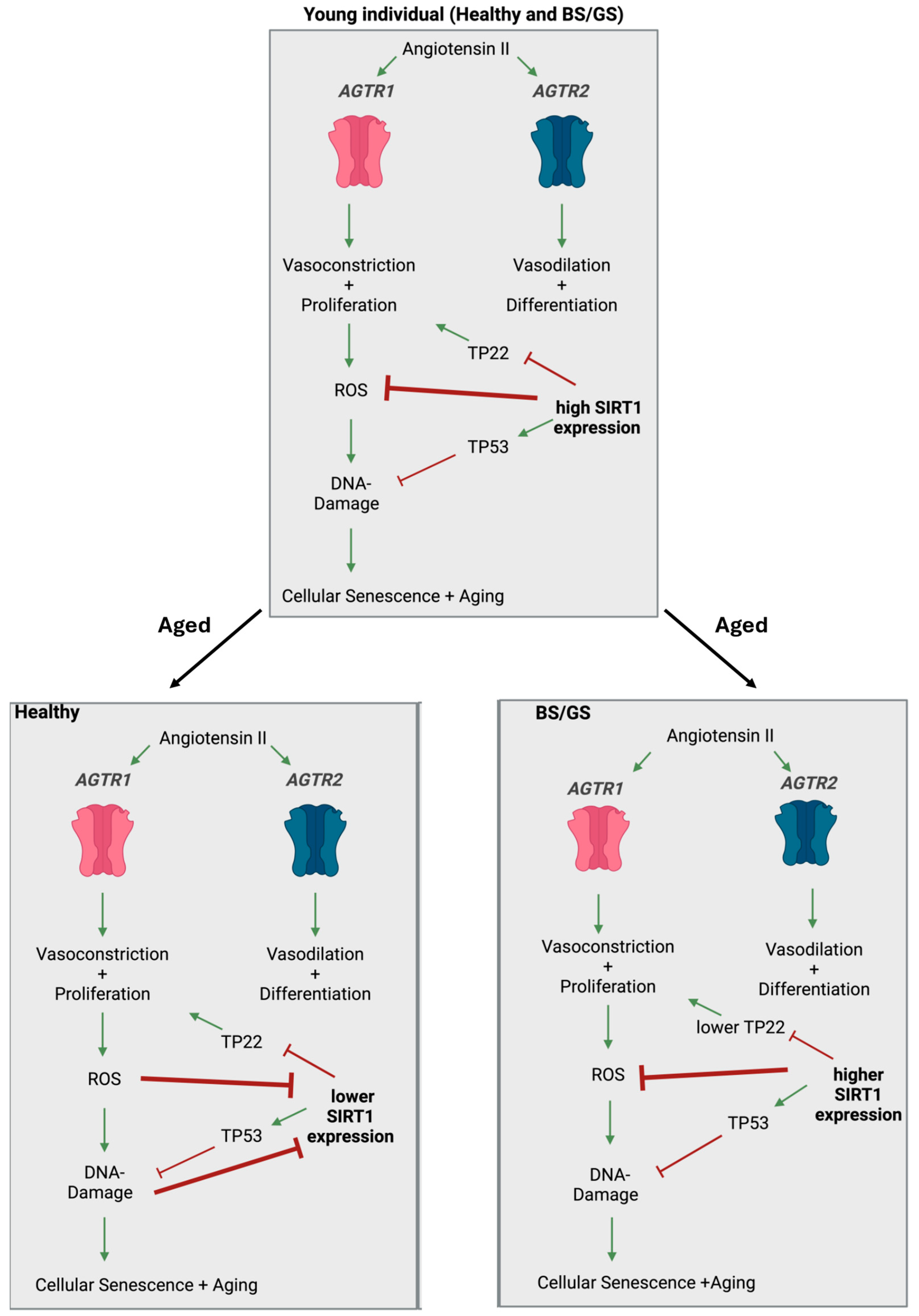 Ijms 25 09332 g004 Ijms 25 09332 g004