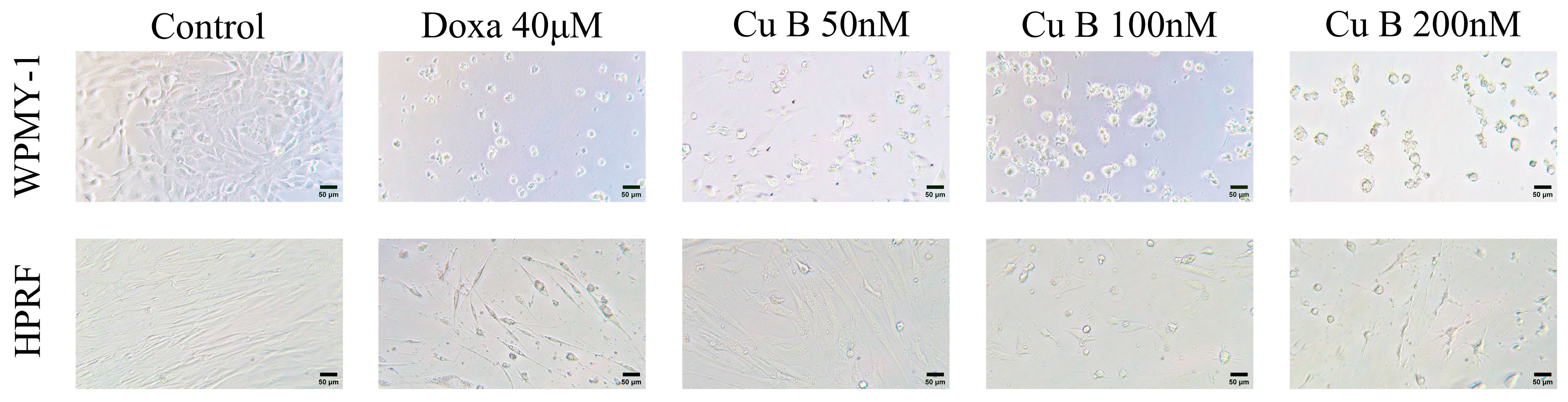 Ijms 25 09333 g003 Ijms 25 09333 g003