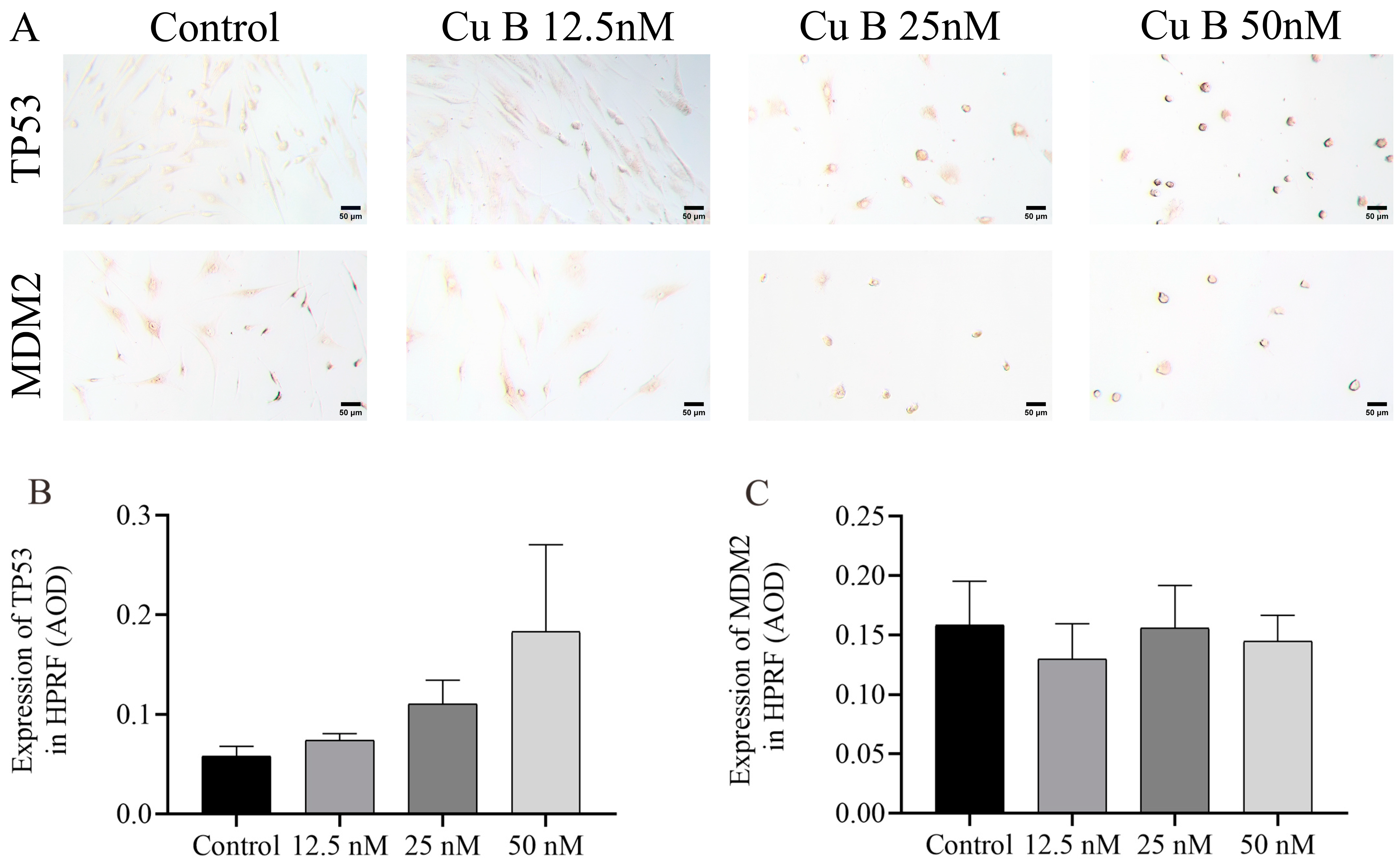 Ijms 25 09333 g009 Ijms 25 09333 g009