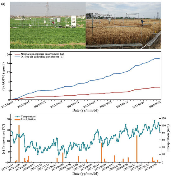 Regulating Leaf Photosynthesis and Soil Microorganisms