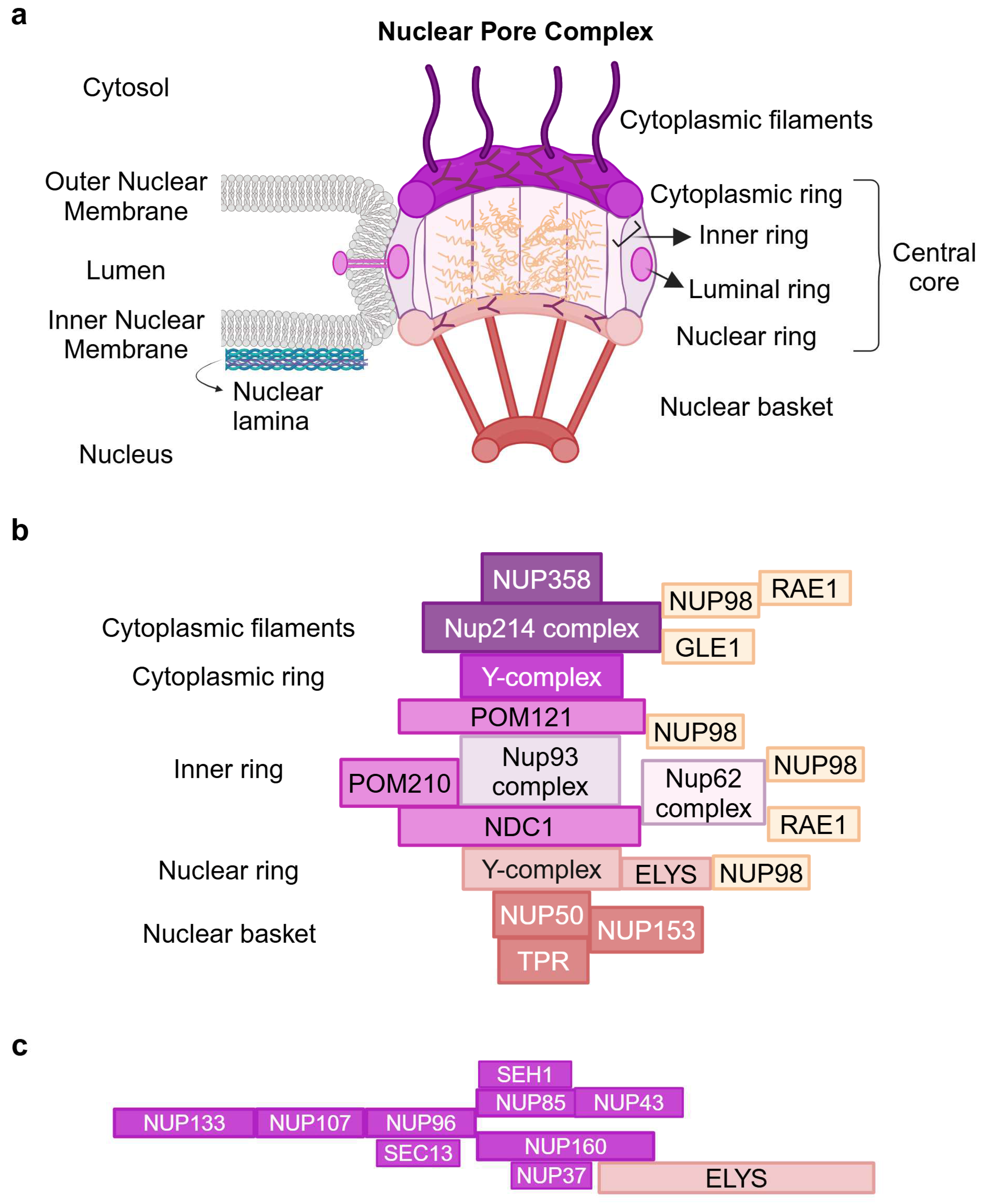 Interdependence between Nuclear Pore Gatekeepers and Genome