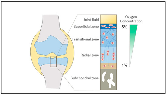 Cartilage Homeostasis under Physioxia Cartilage Homeostasis under Physioxia