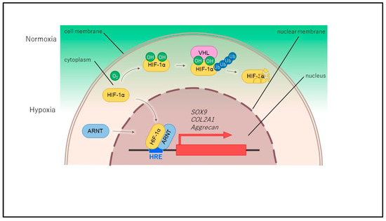 Cartilage Homeostasis under Physioxia