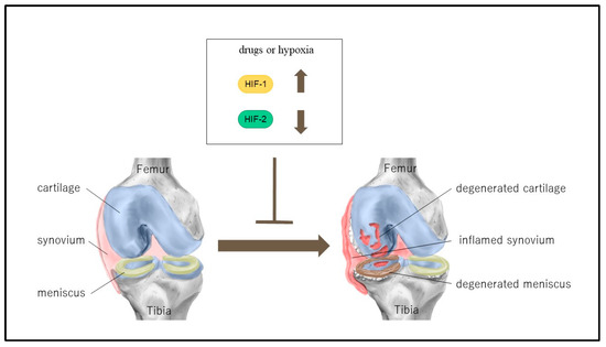 Cartilage Homeostasis under Physioxia