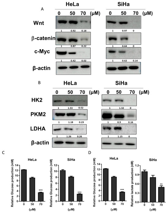 Anti-Warburg Mechanism of Ginsenoside F2 in Human Cervical Cancer