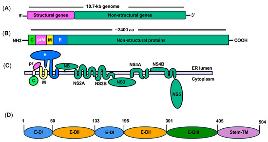 Envelope Protein-Targeting Zika Virus Entry Inhibitors