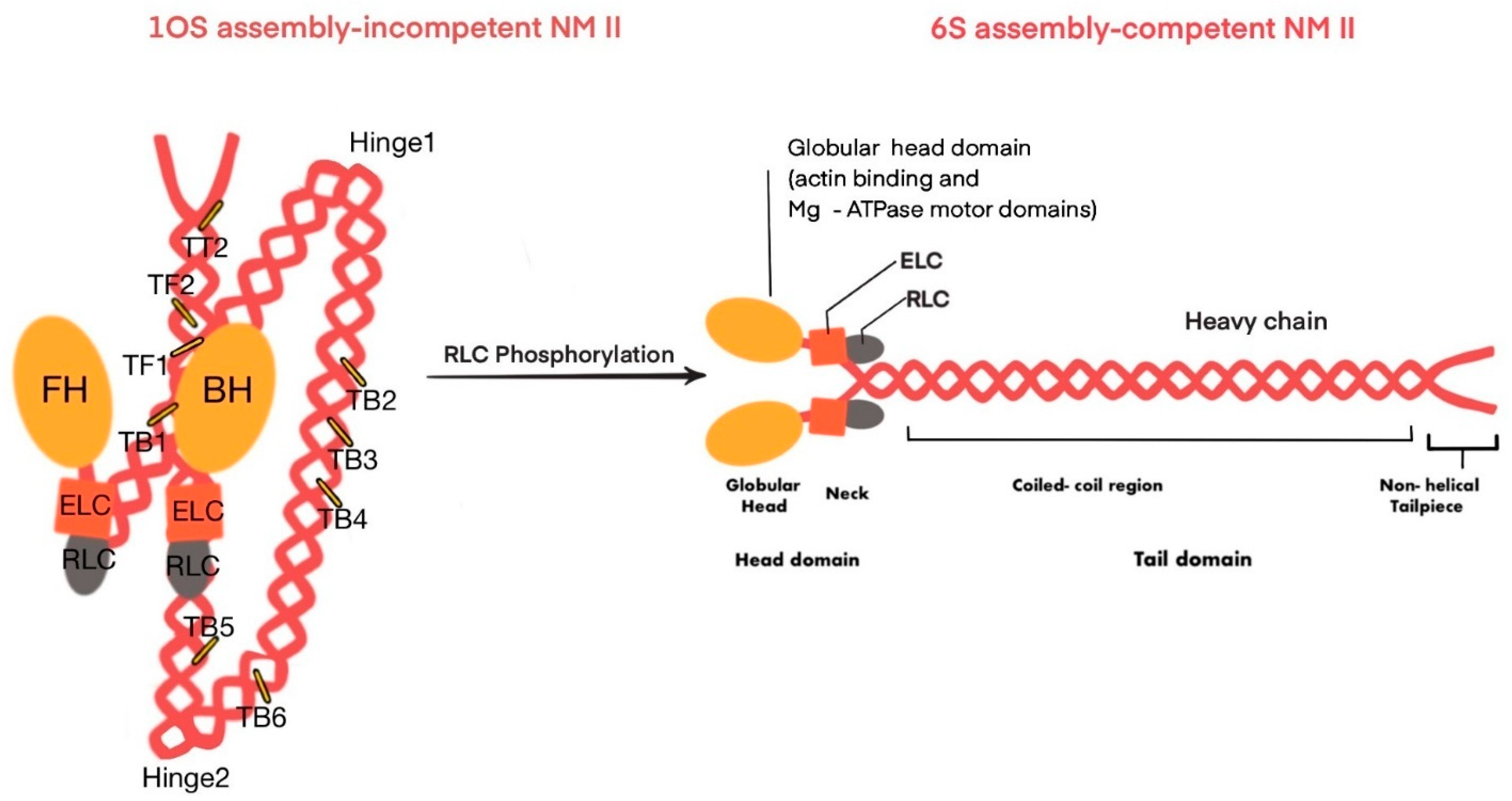 Ijms 25 09435 g002 Ijms 25 09435 g002