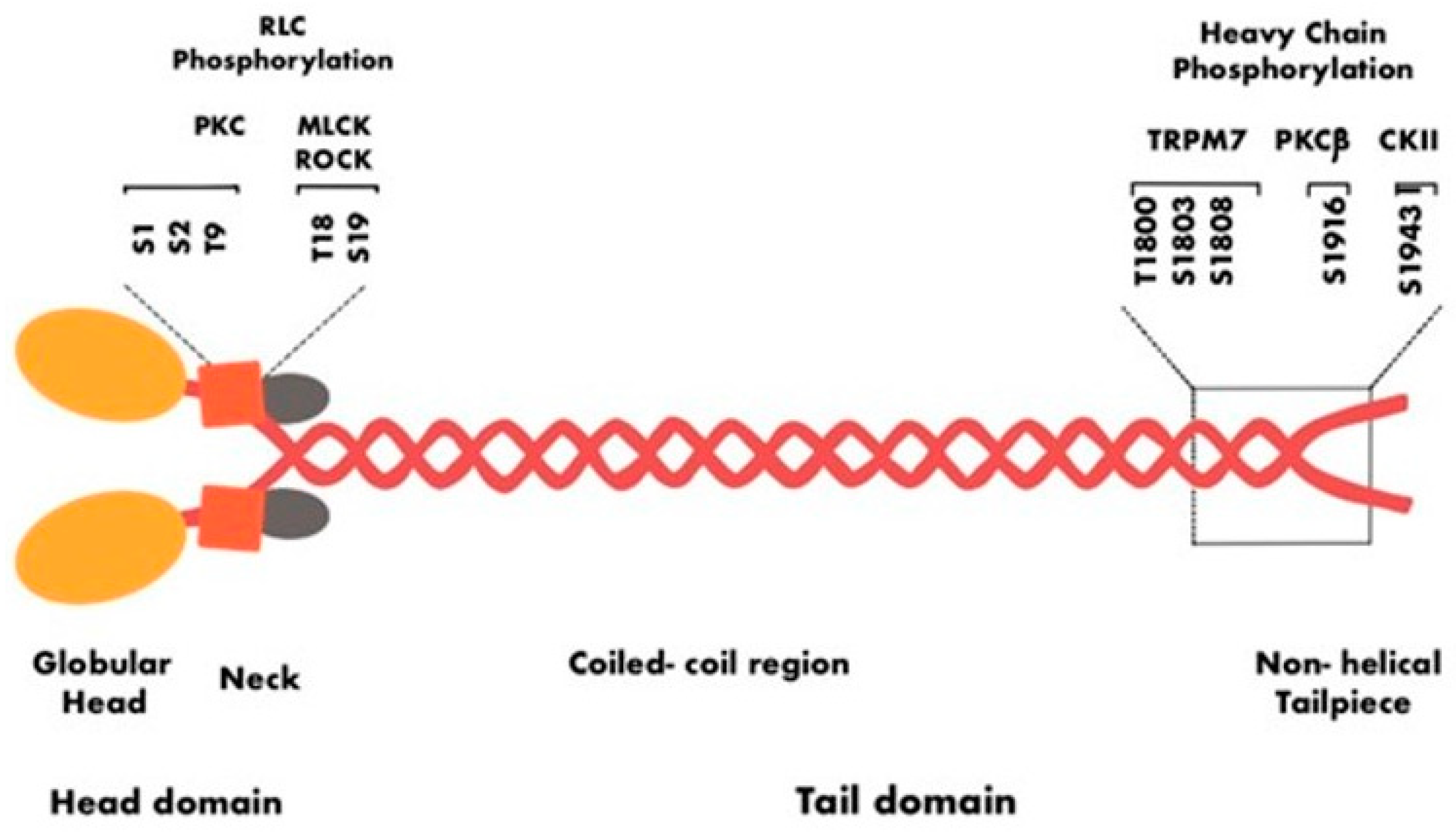 Ijms 25 09435 g003 Ijms 25 09435 g003