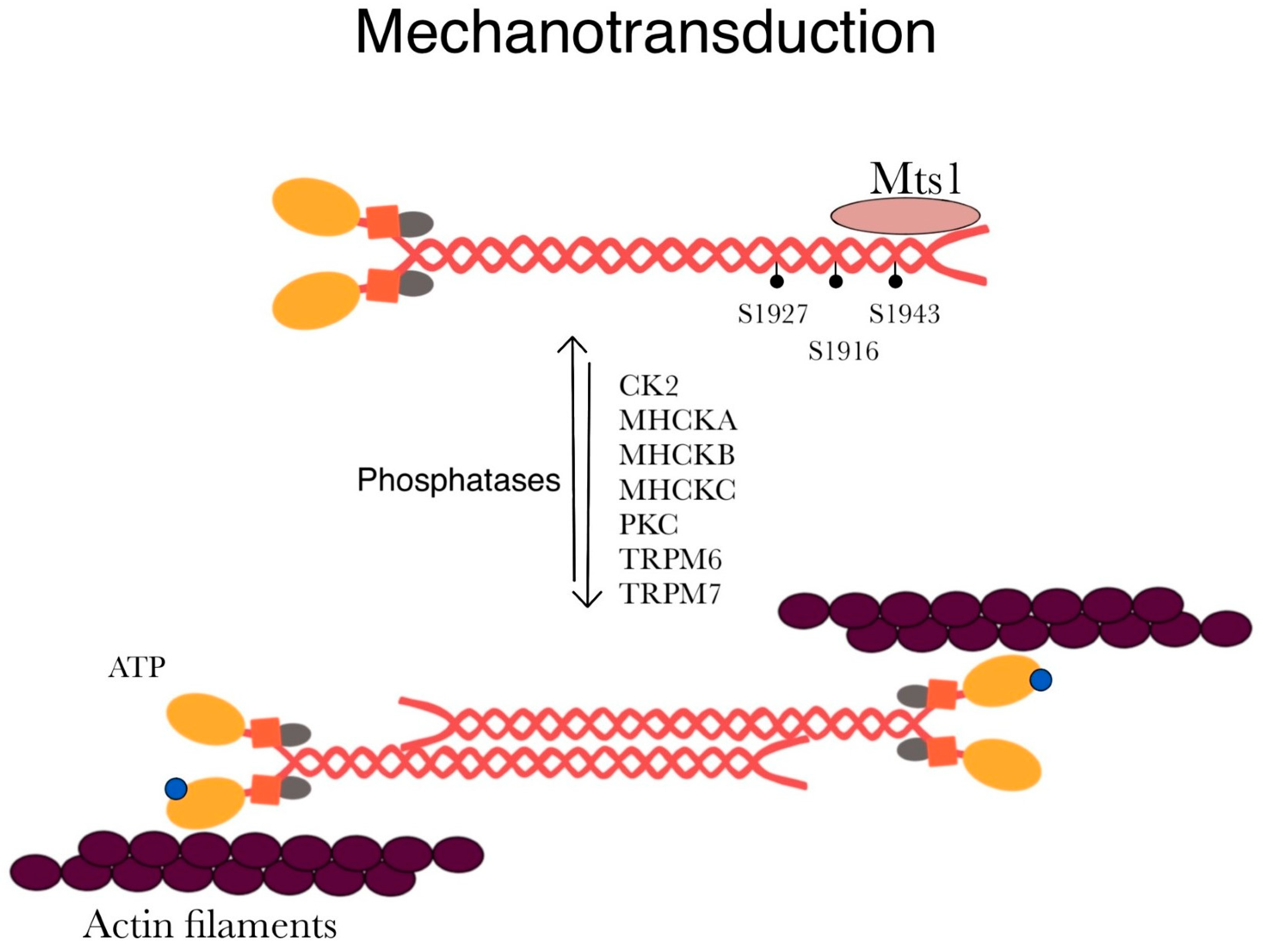 Ijms 25 09435 g004 Ijms 25 09435 g004