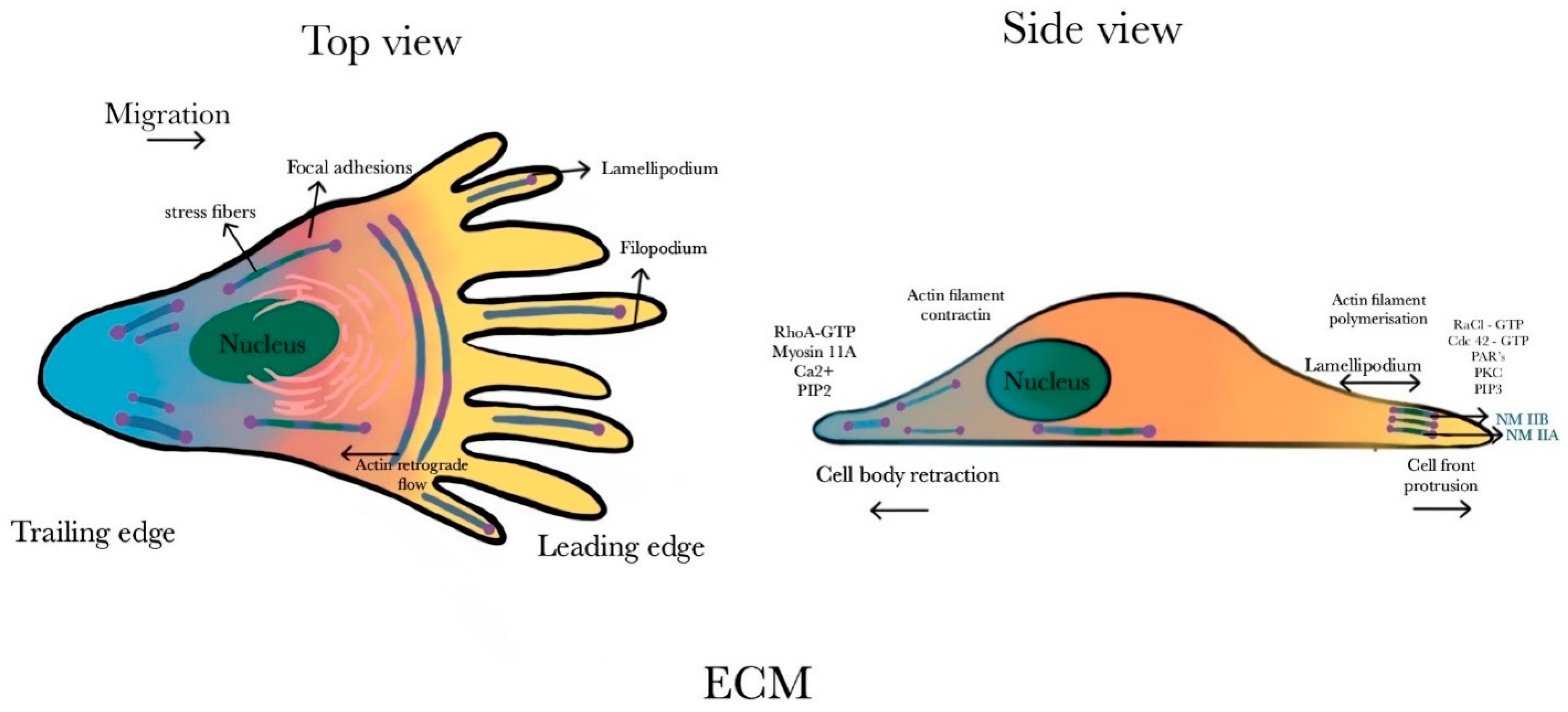 Ijms 25 09435 g005 Ijms 25 09435 g005
