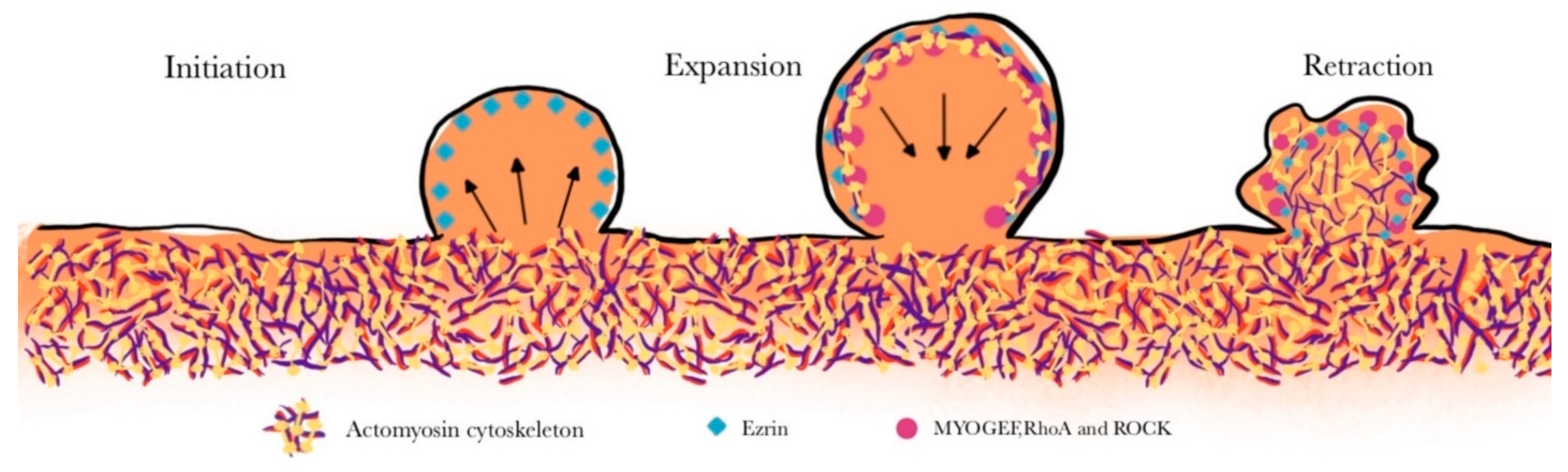 Ijms 25 09435 g006 Ijms 25 09435 g006