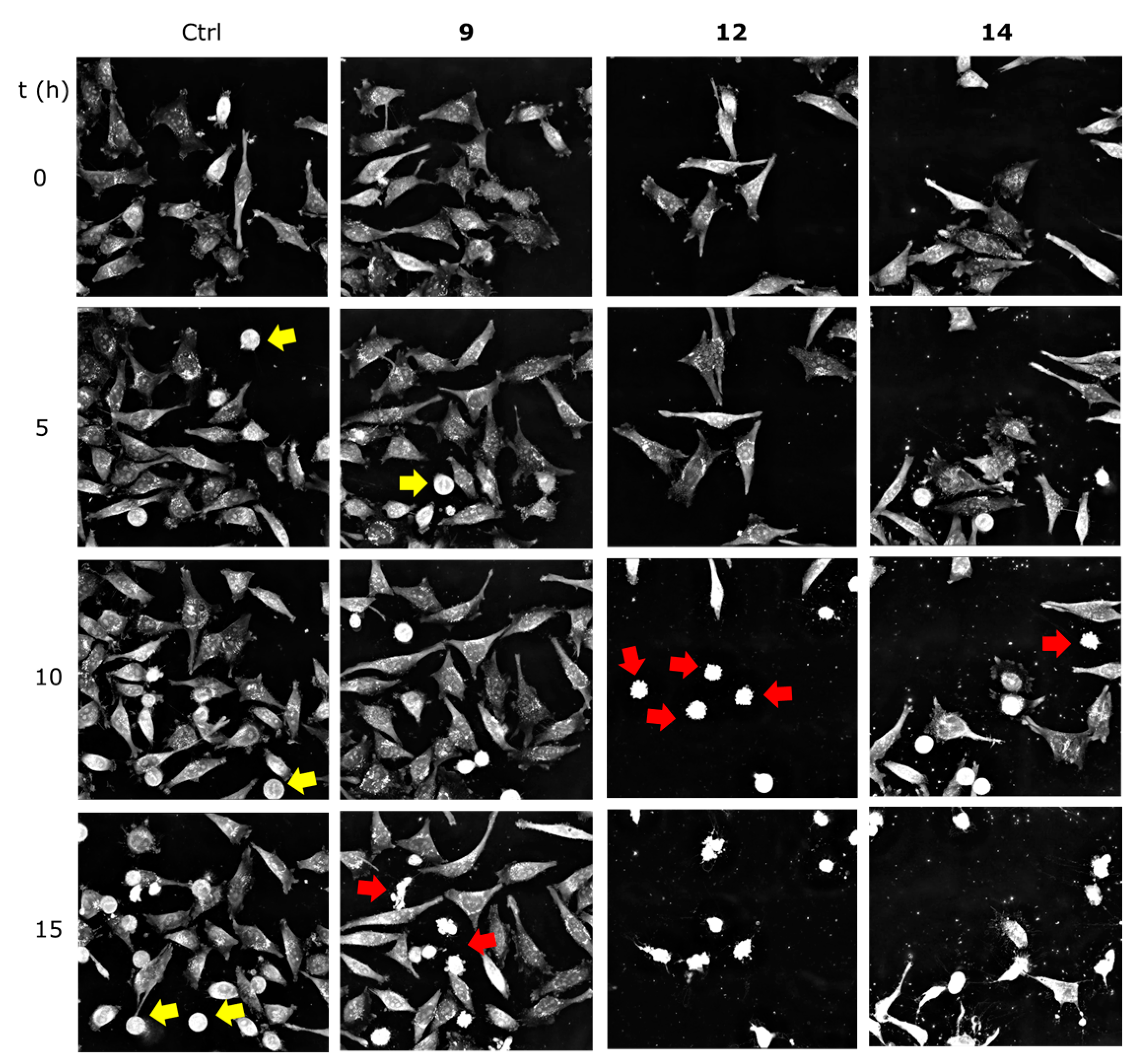 Ijms 25 09470 g004 Ijms 25 09470 g004