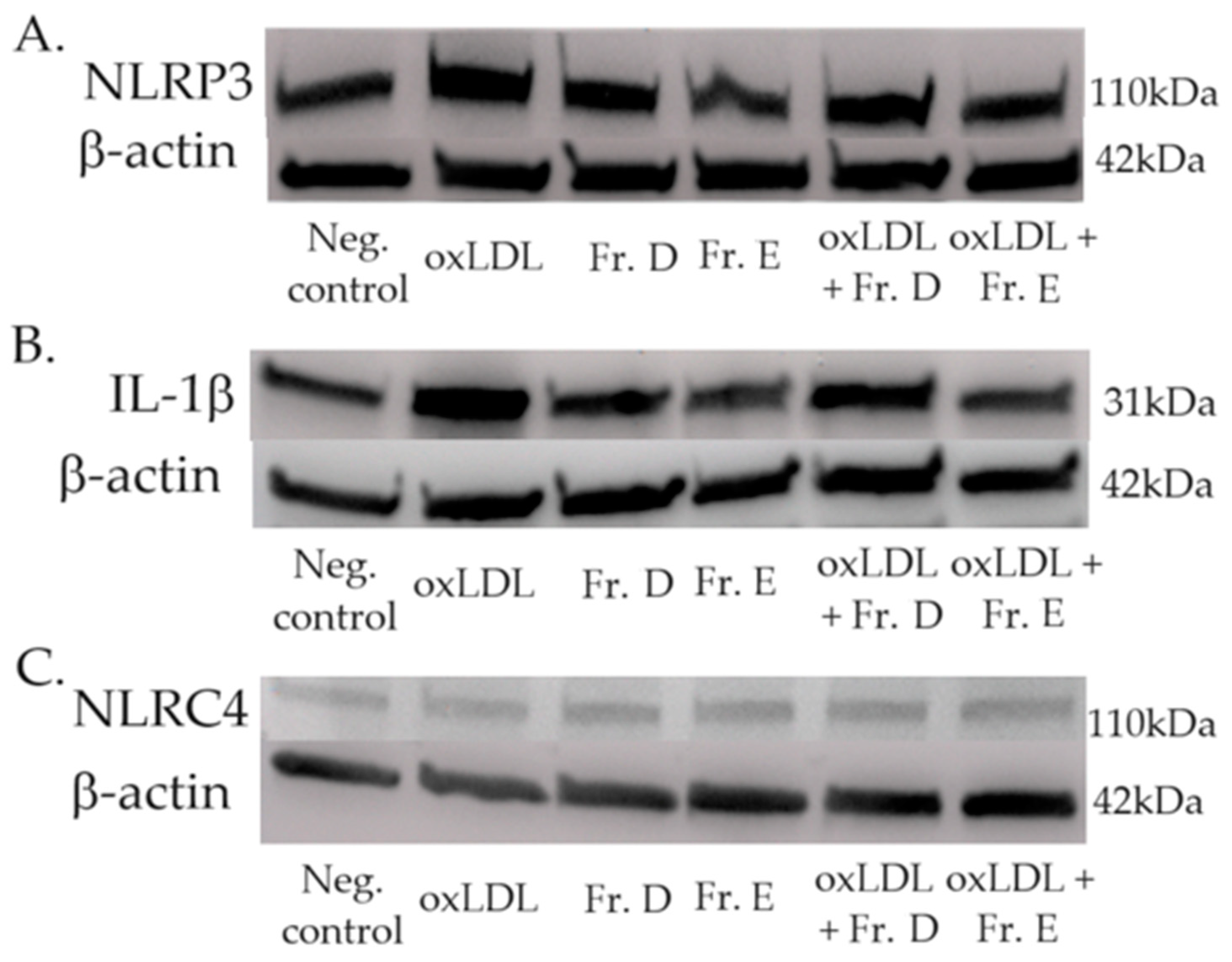 Ijms 25 09487 g011 Ijms 25 09487 g011