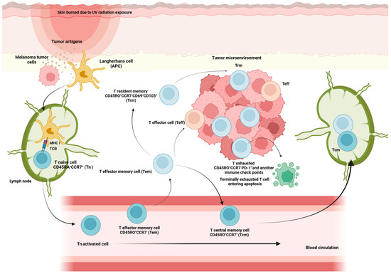 最大12%OFFクーポン Lymphocyte T Subsets and Outcome of Immune Checkpoint その他