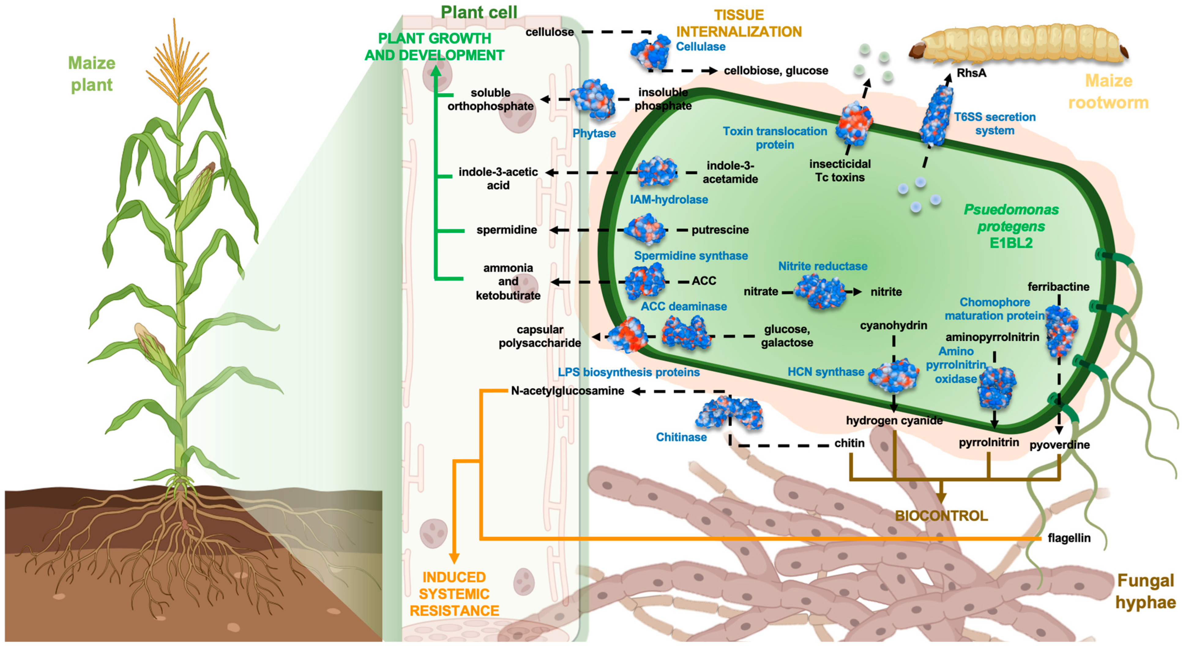 Ijms 25 09508 g007 Ijms 25 09508 g007