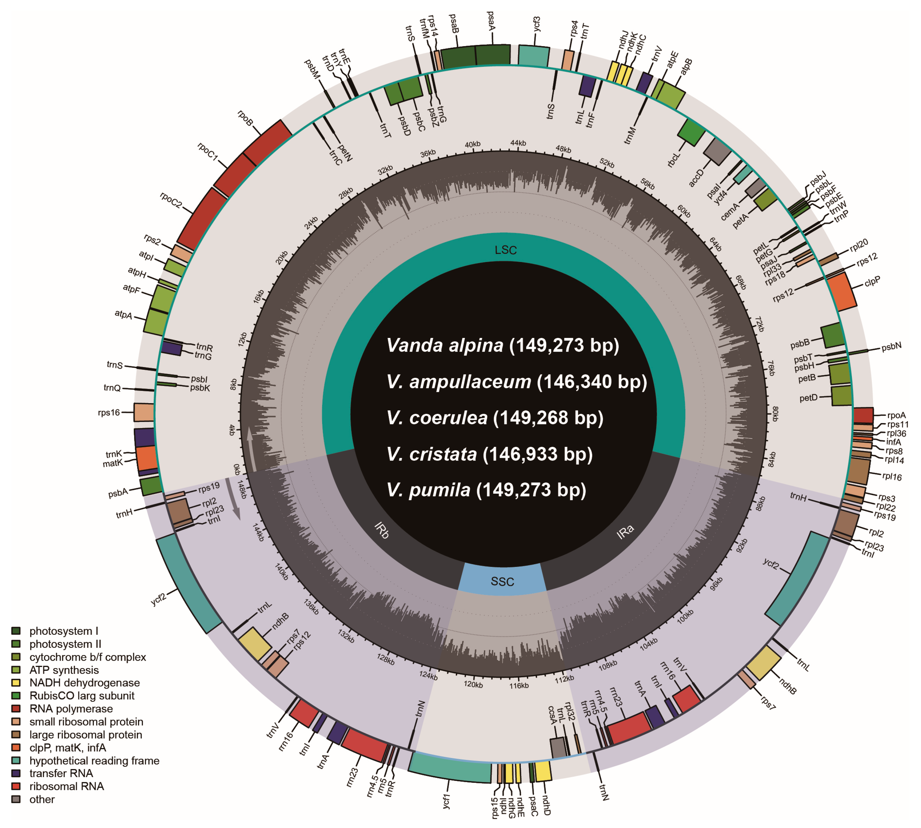【超お買い得！】 Comparative and Evolution Plastome Analyses Recently a of 化粧下地