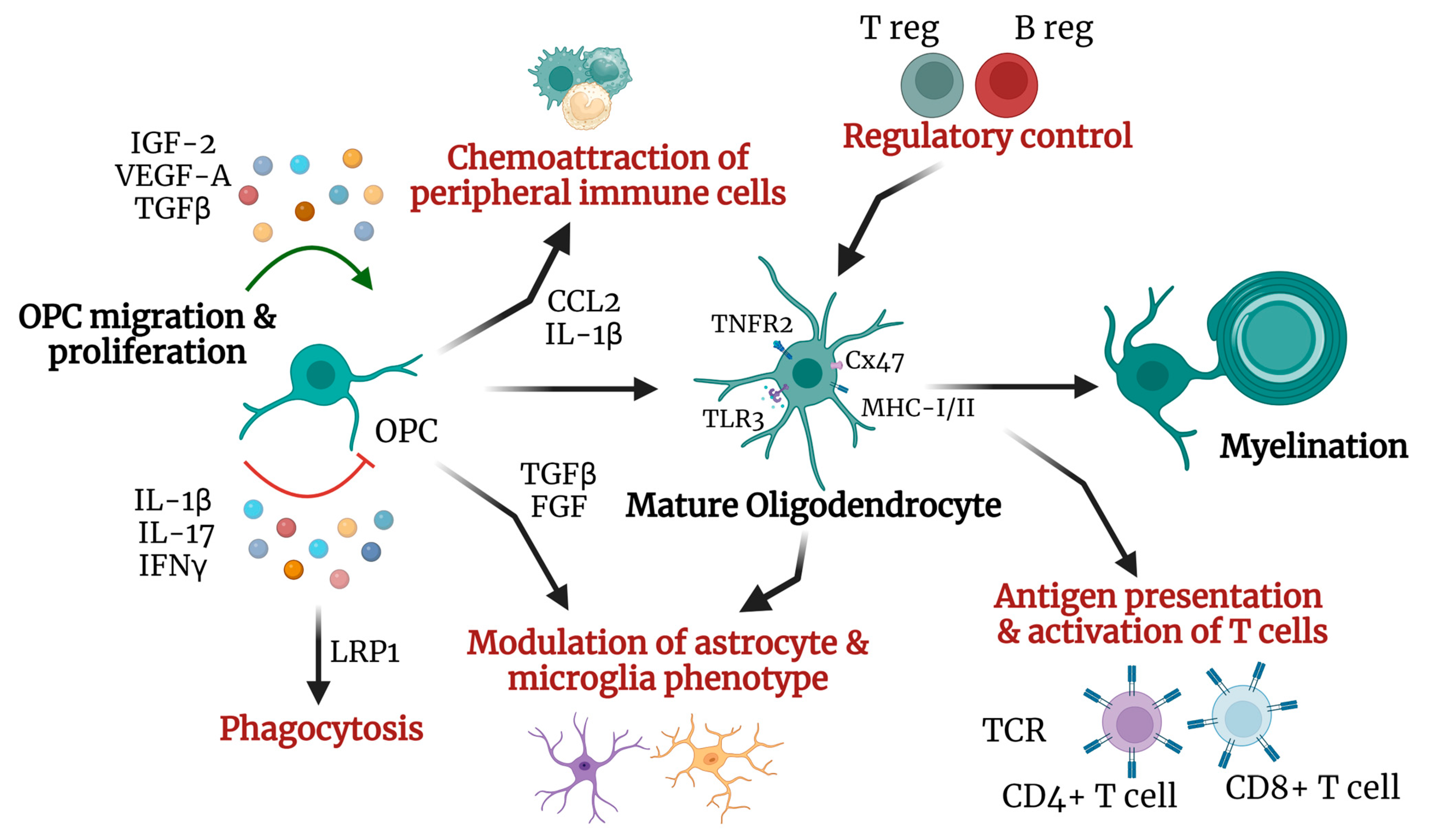 Ijms 25 09588 g002 Ijms 25 09588 g002