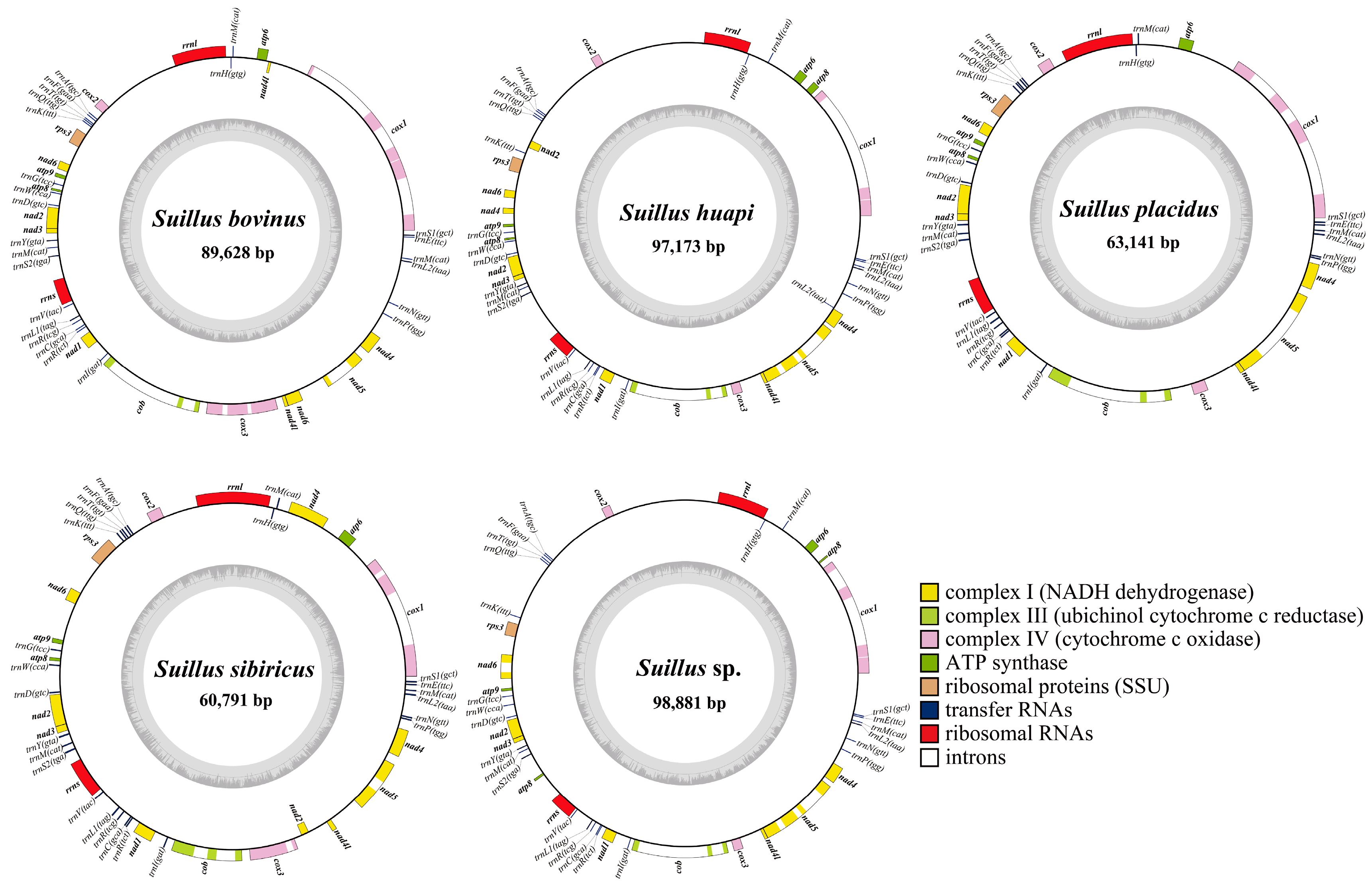 Determining Gene Order Patterns in the Suillus and Boletales