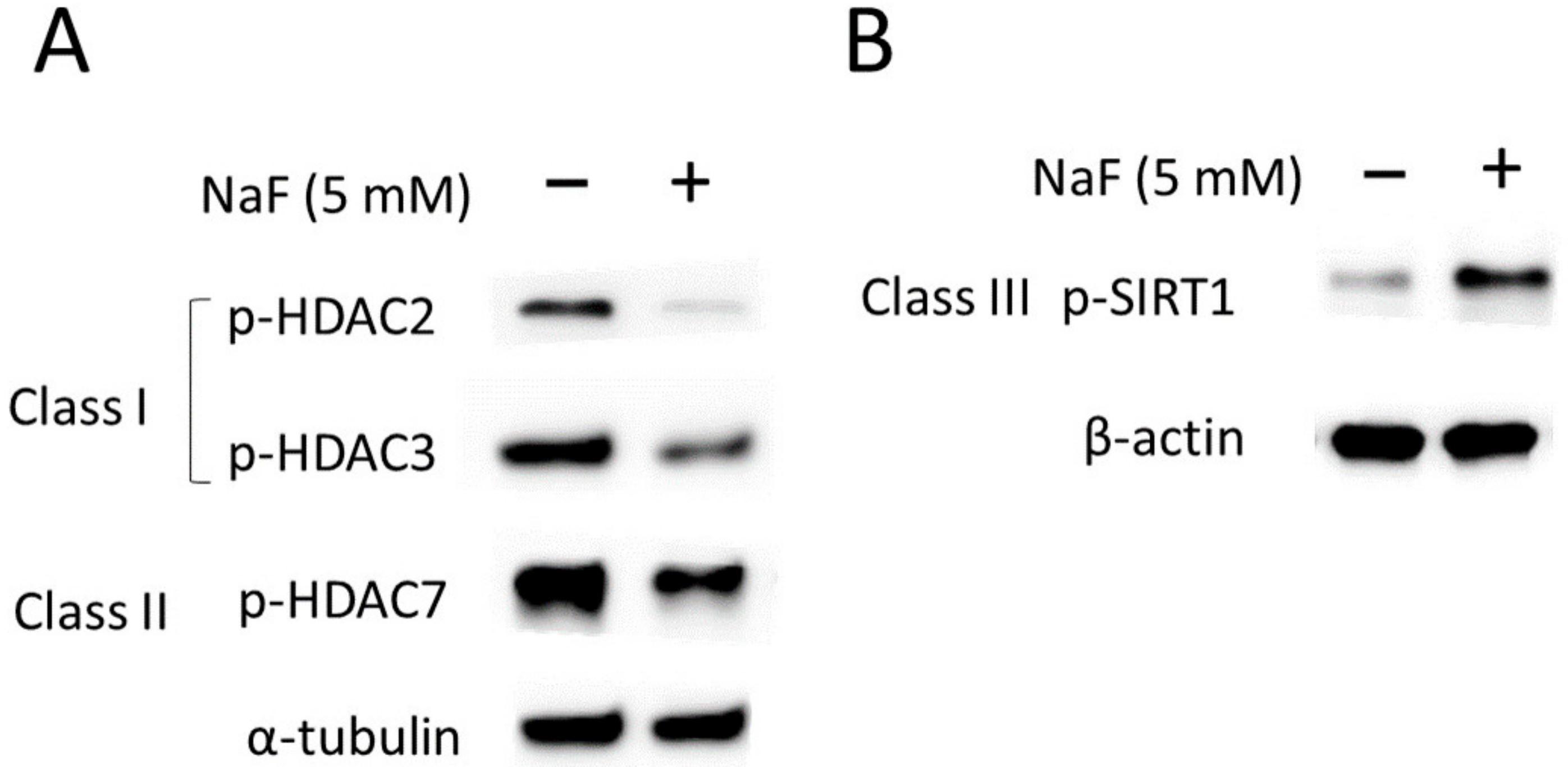 Ijms 25 09600 g004 Ijms 25 09600 g004