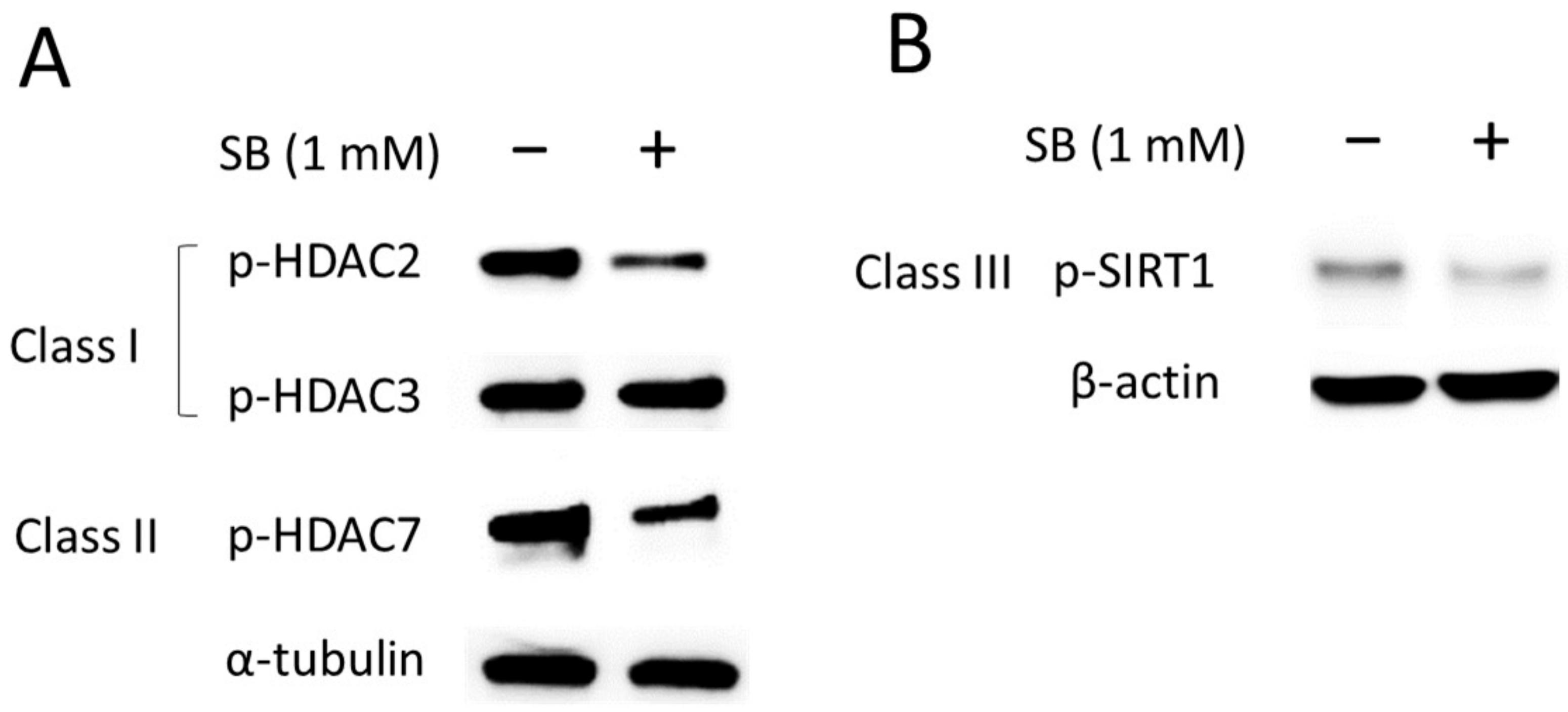 Ijms 25 09600 g005 Ijms 25 09600 g005