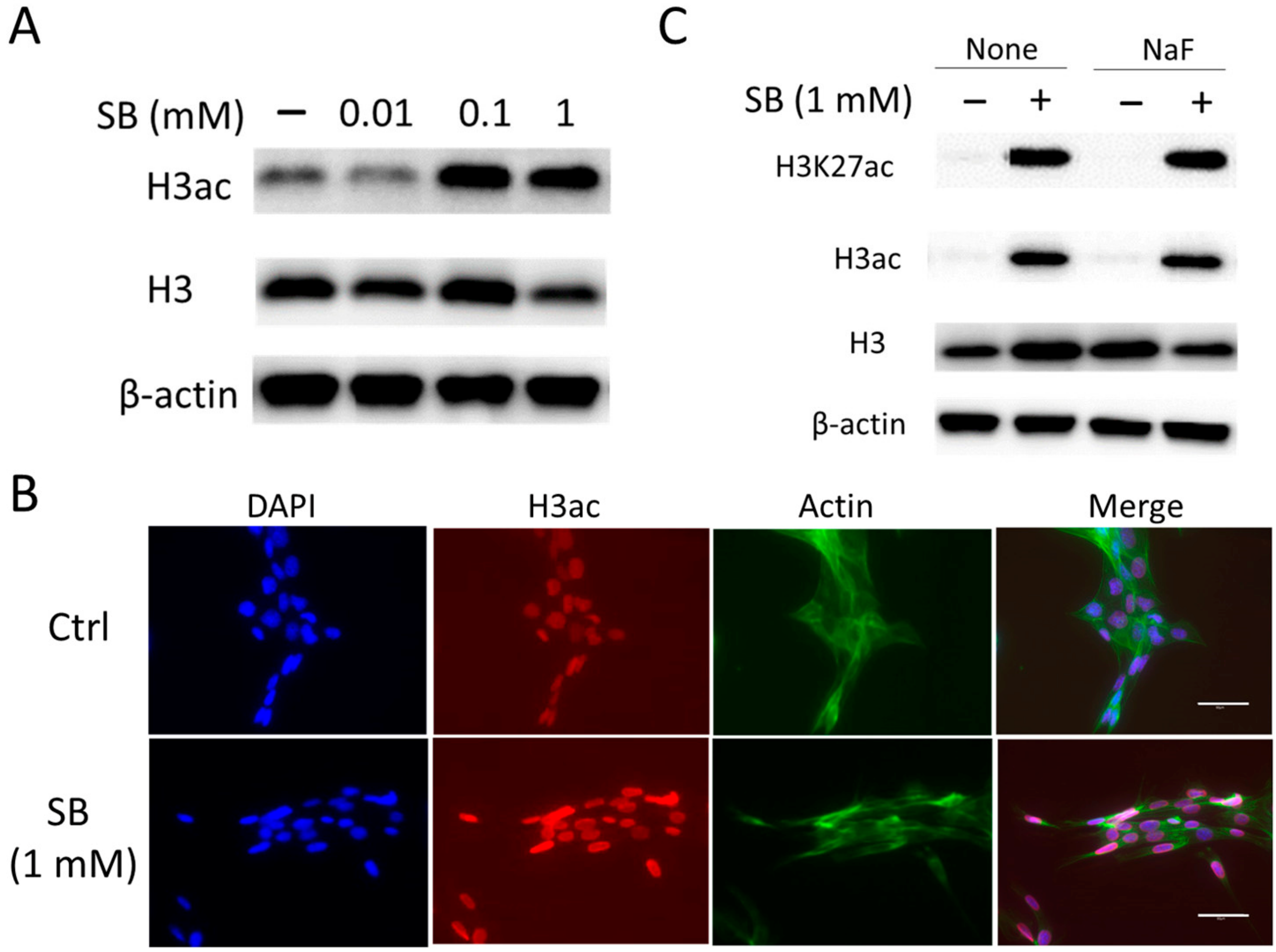 Ijms 25 09600 g006 Ijms 25 09600 g006