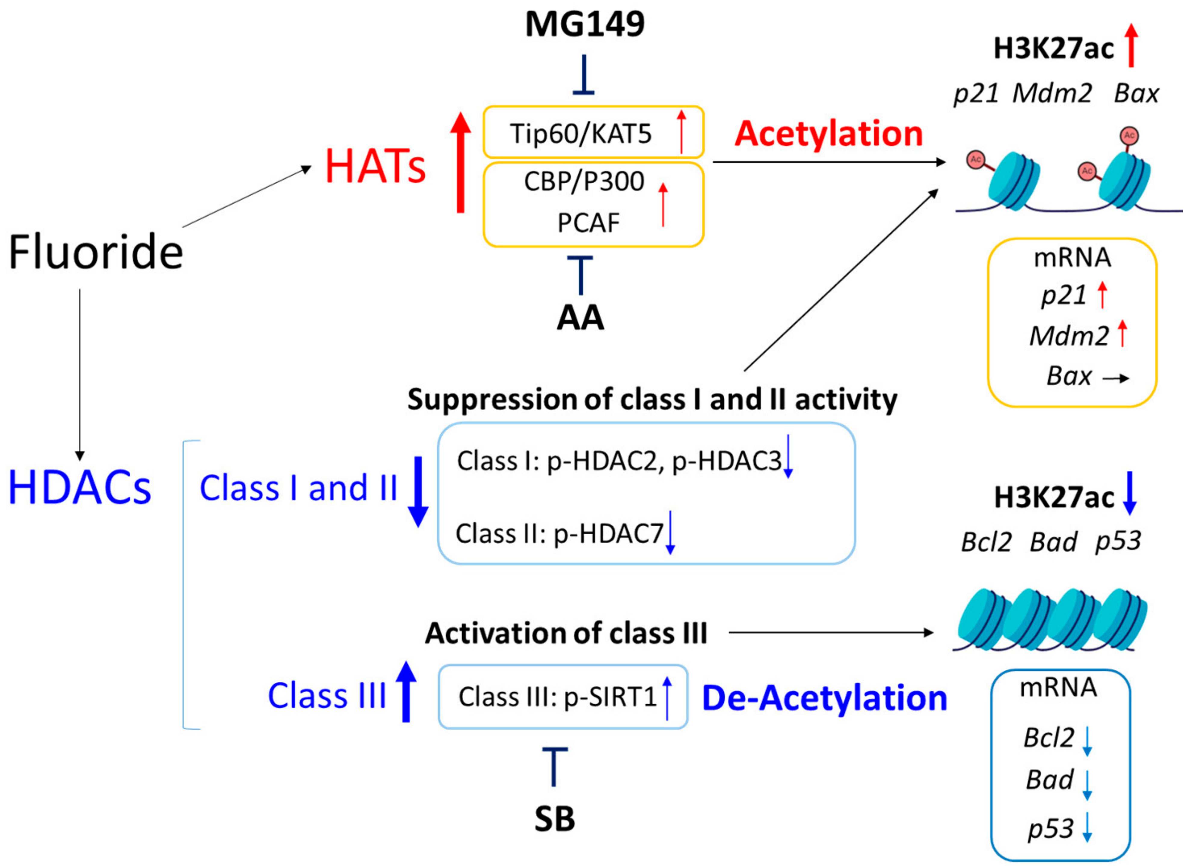 Ijms 25 09600 g009 Ijms 25 09600 g009