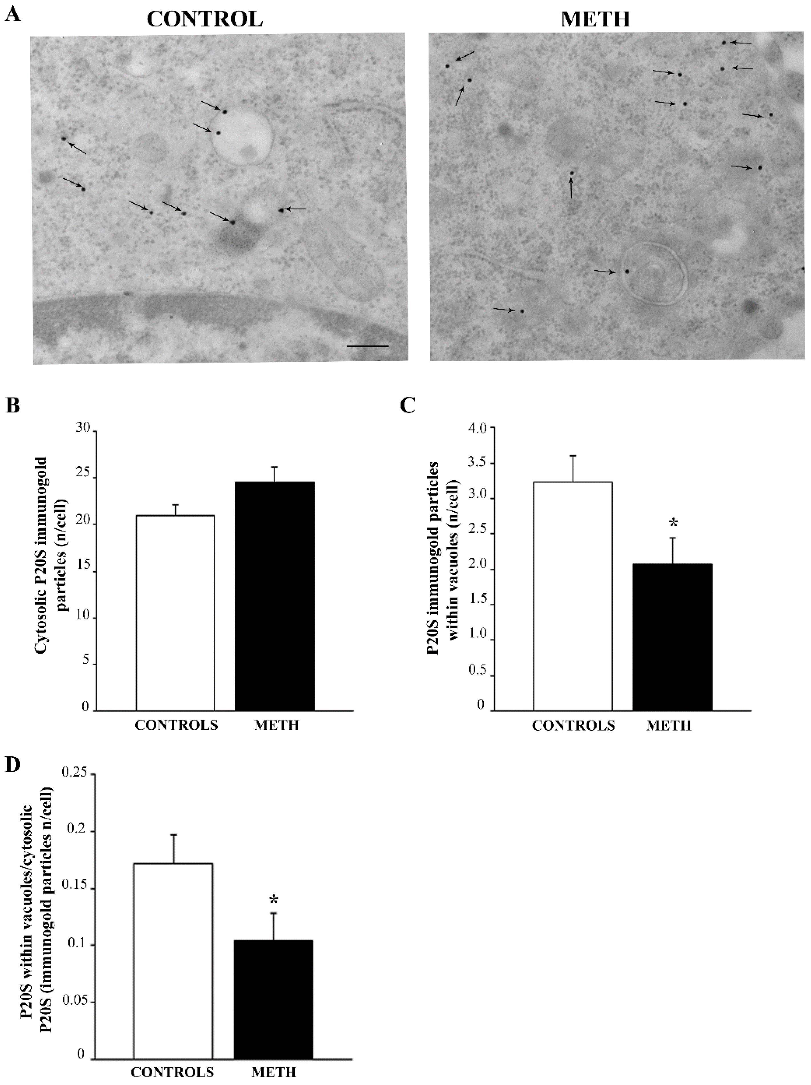 Ijms 25 09601 g006 Ijms 25 09601 g006