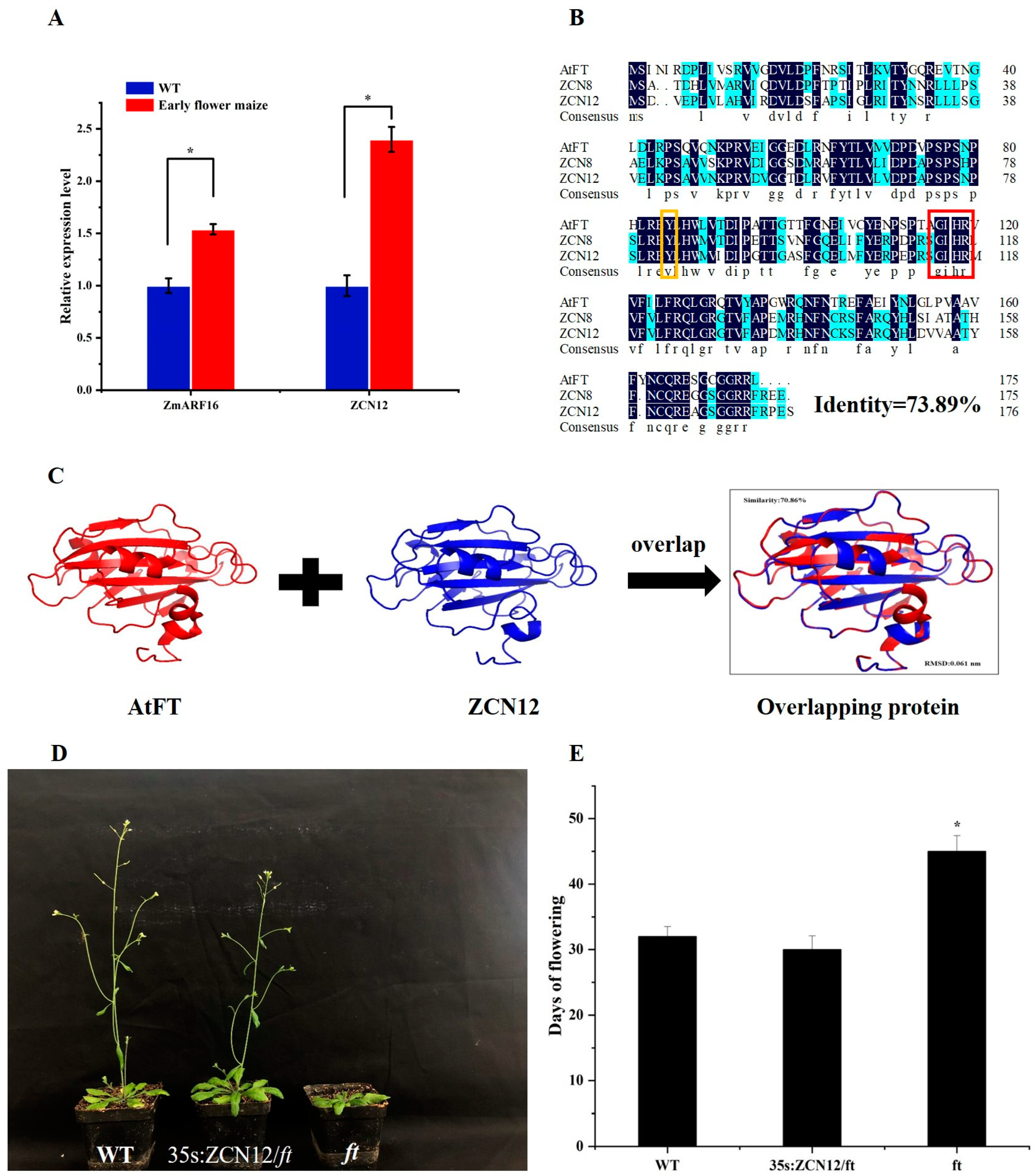 期間限定お値下げ！　ＰＬＡＮＴ　ＣＨＲＯＭＯＳＯＭＥ　ＥＮＧＩＮＥＥＲＩＮＧ CRISPR–Cas-mediated chromosome engineering for crop