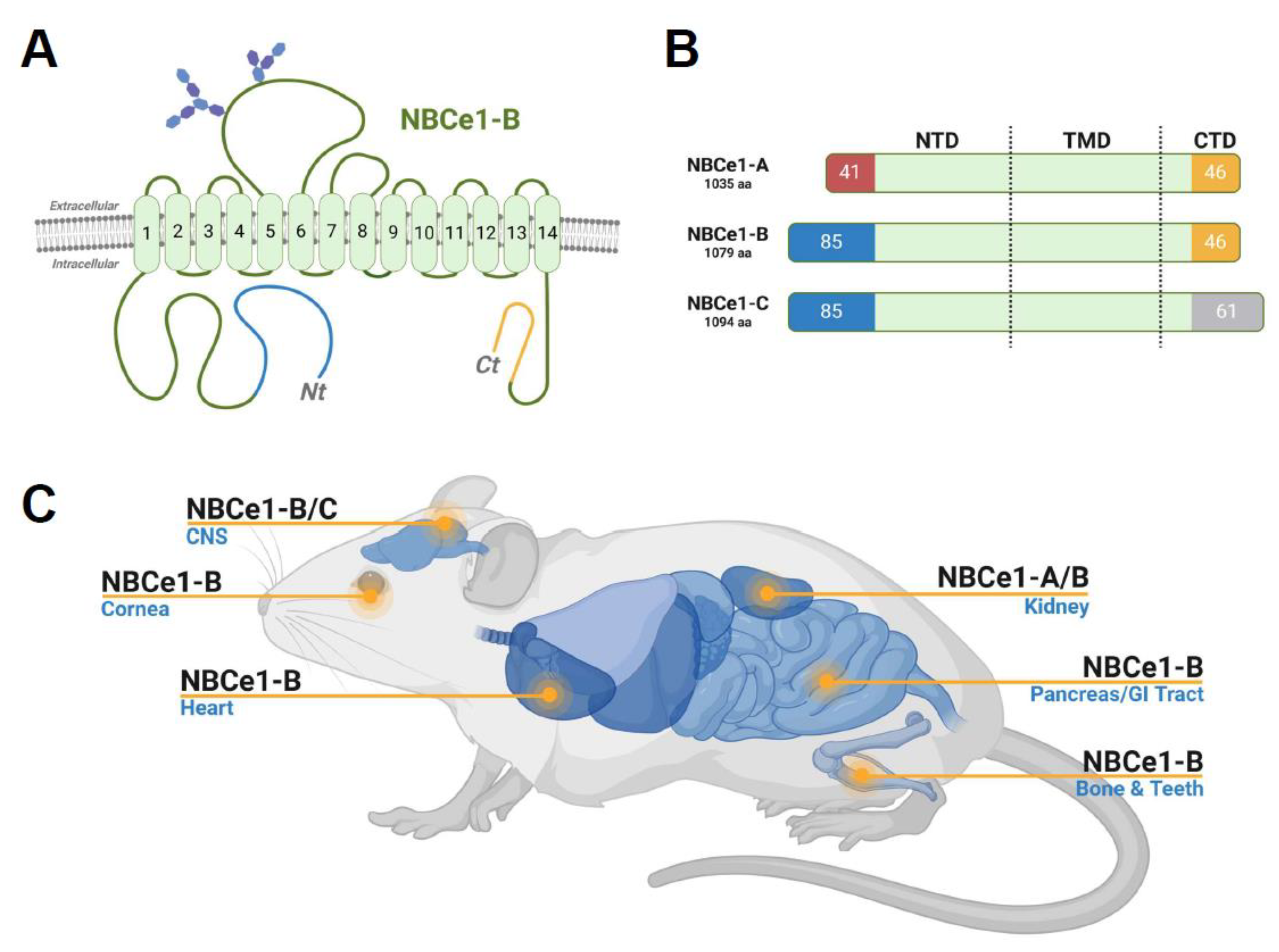 Ijms 25 09610 g001 Ijms 25 09610 g001