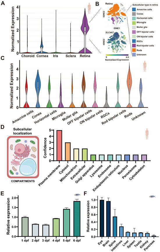 Slc4a7 Regulates Retina Development in Zebrafish