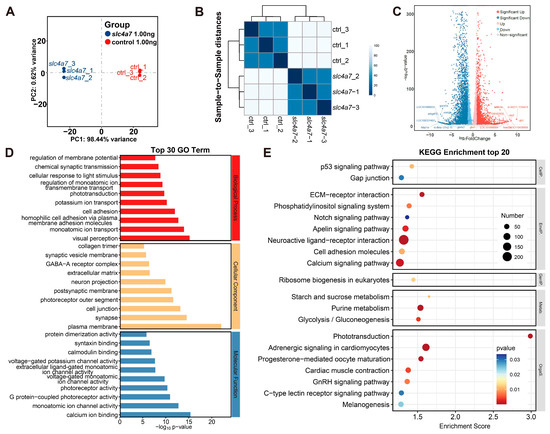 Slc4a7 Regulates Retina Development in Zebrafish