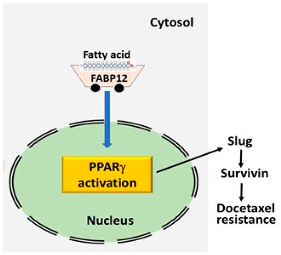 Docetaxel-Induced Cell Death Is Regulated by a Fatty Acid