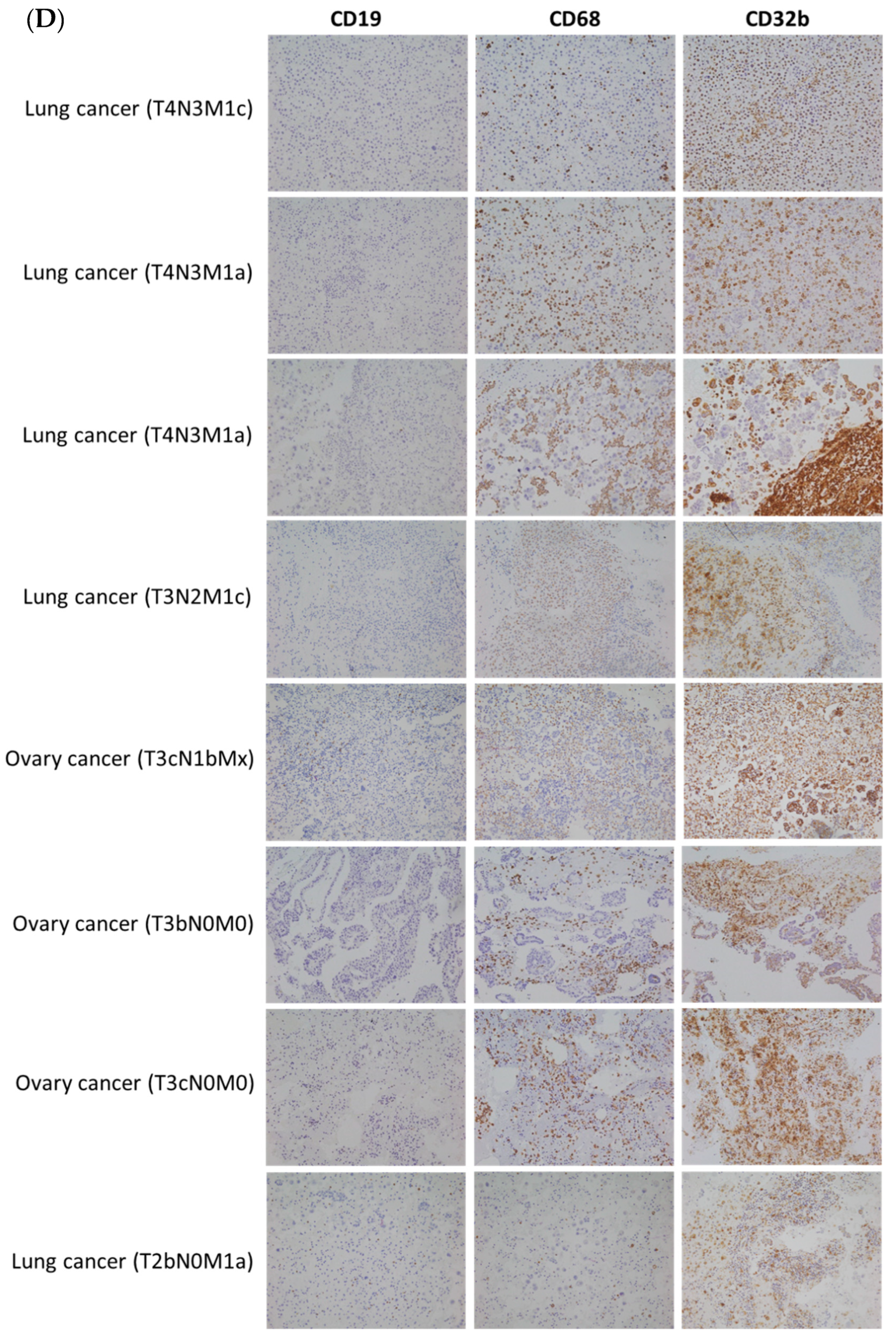 Ijms 25 09737 g005b Ijms 25 09737 g005b