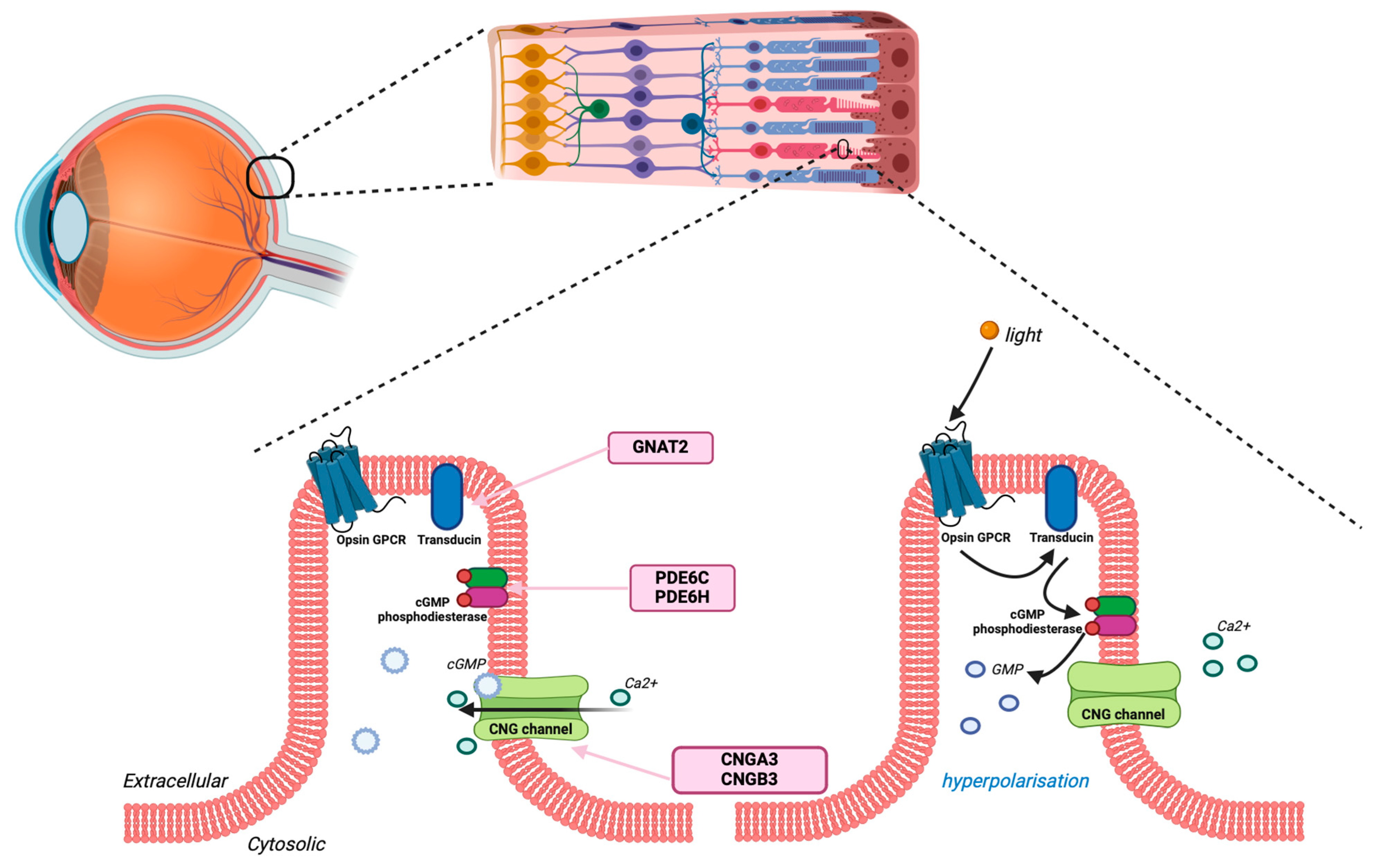 Ijms 25 09739 g001 Ijms 25 09739 g001