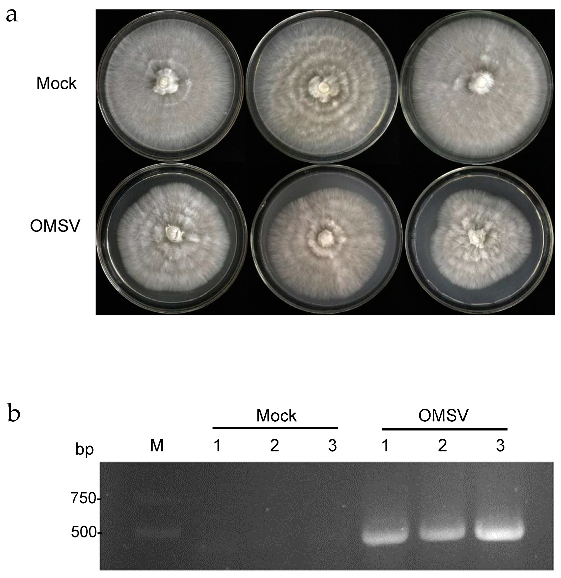 Ijms 25 09749 g001 Ijms 25 09749 g001