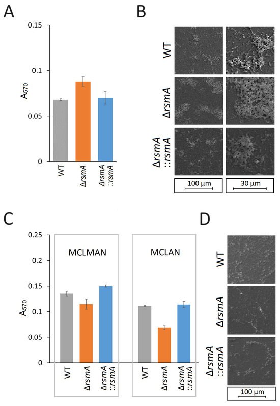 Increased Motility in Campylobacter jejuni and Changes in Its Virulence ...