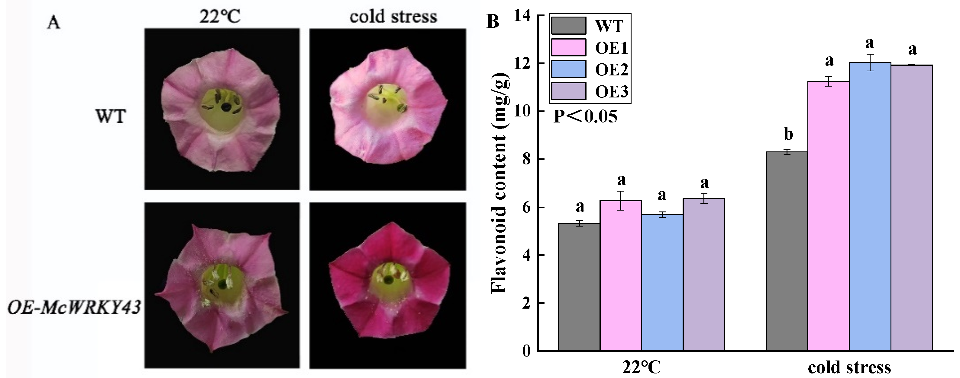 McWRKY43 Confers Cold Stress Tolerance in Michelia crassipes
