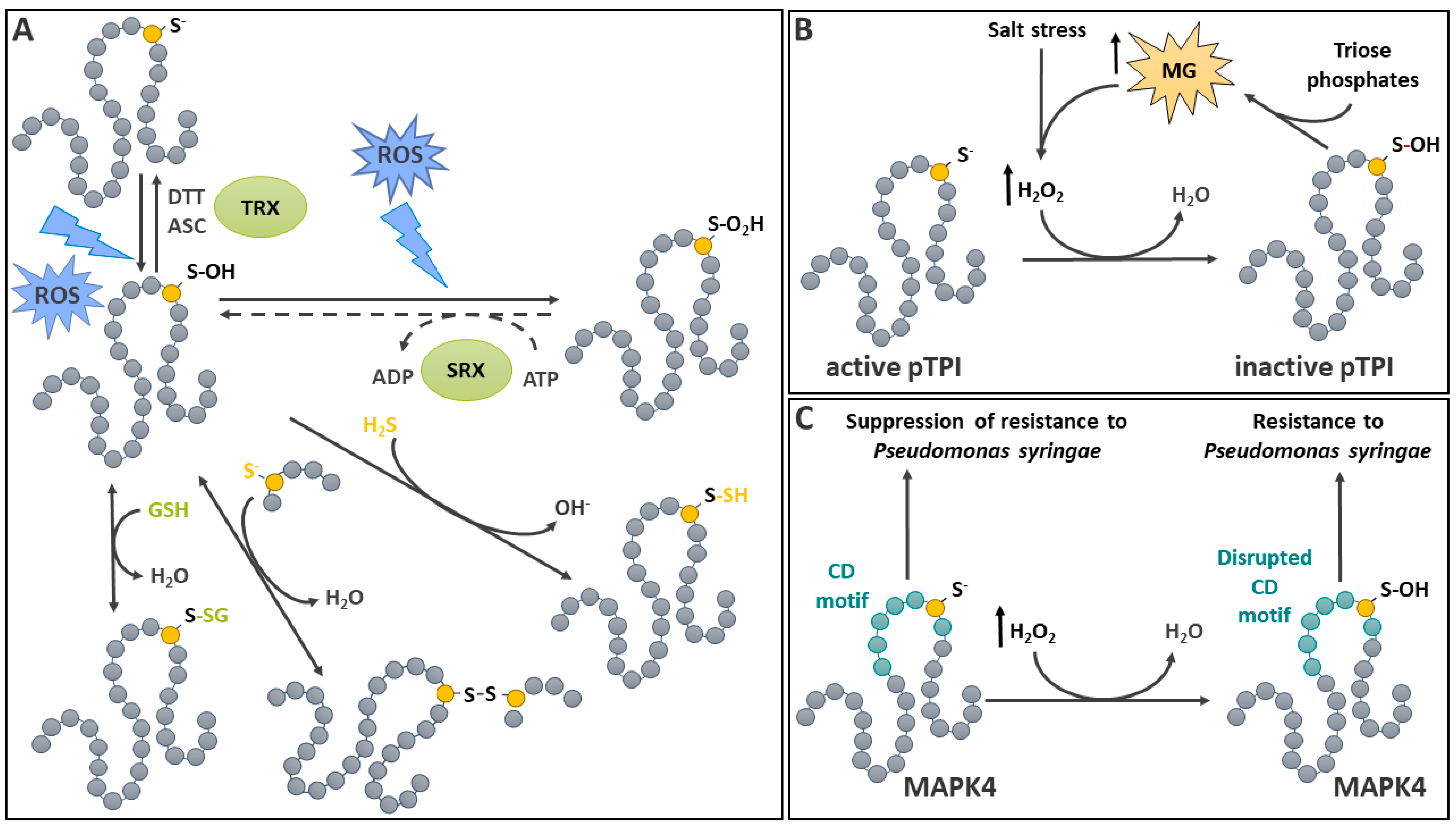 Ijms 25 09845 g001 Ijms 25 09845 g001