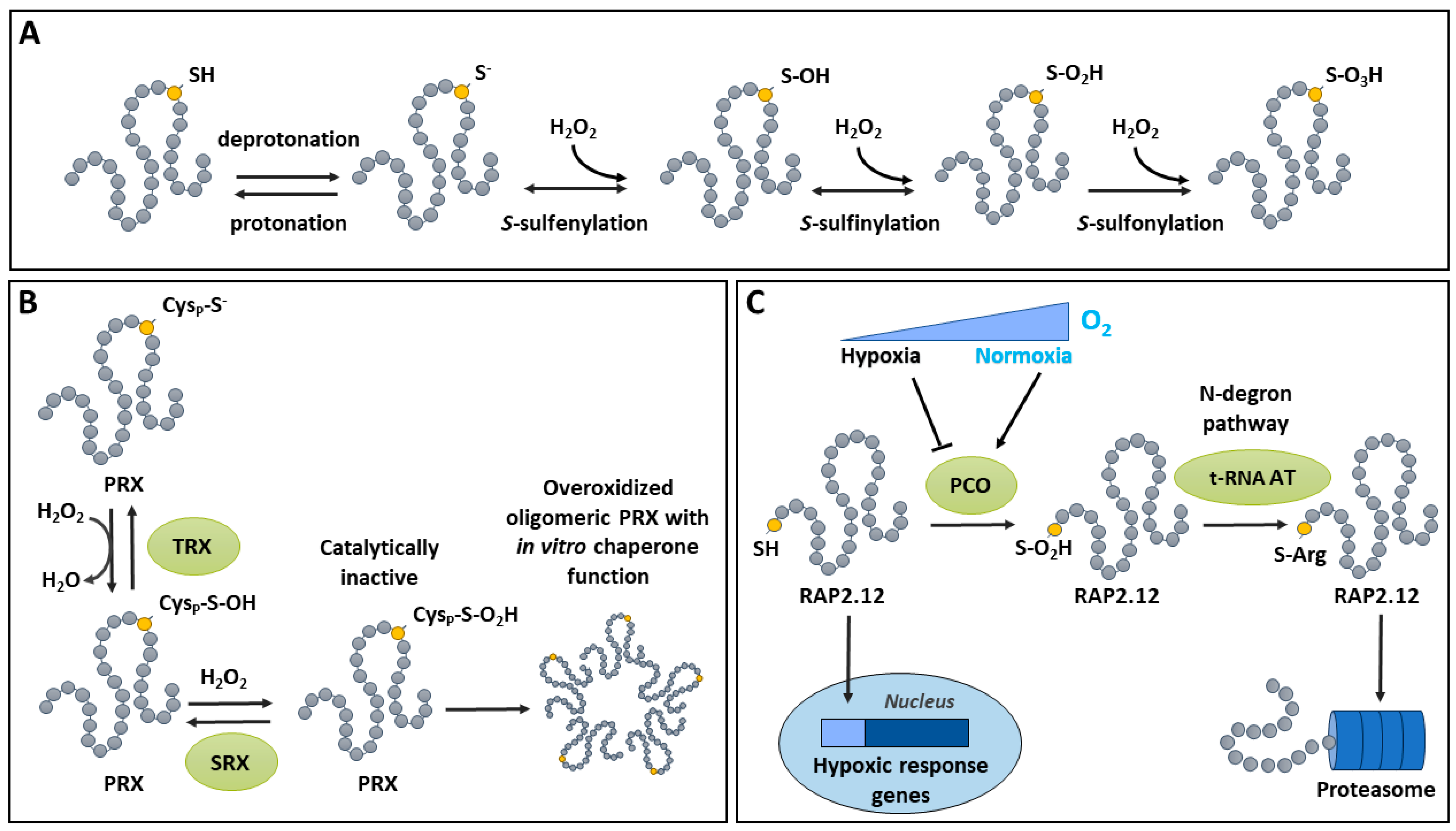Ijms 25 09845 g002 Ijms 25 09845 g002