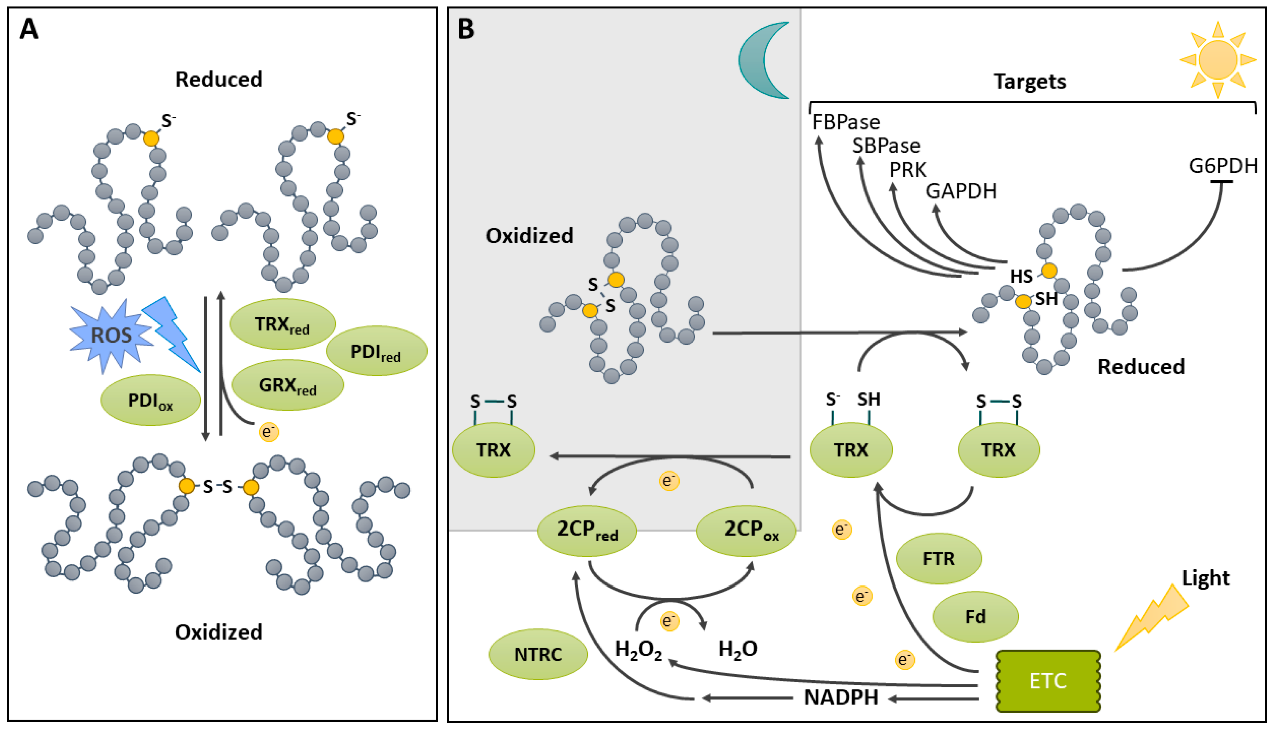 Ijms 25 09845 g003 Ijms 25 09845 g003