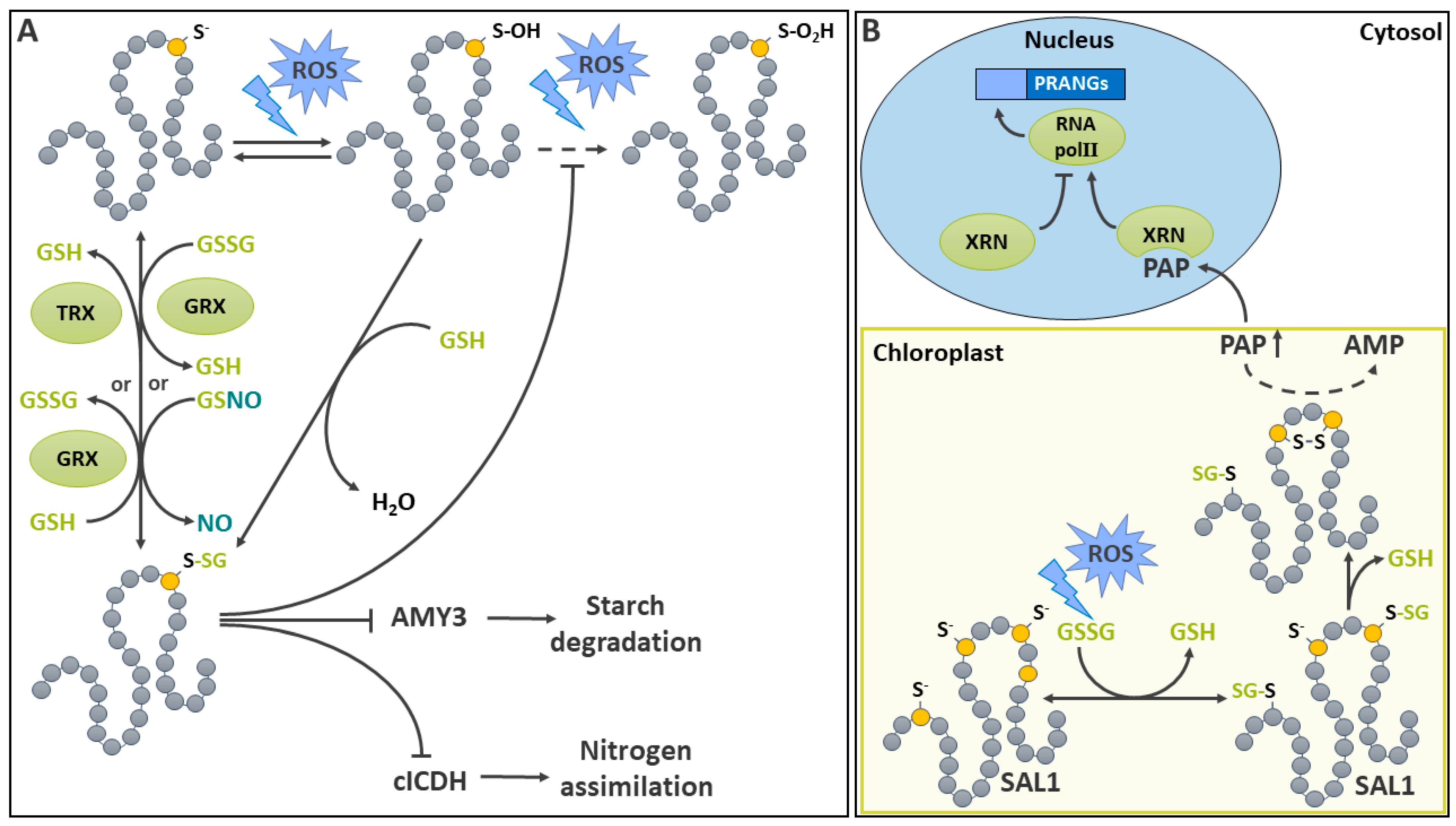 Ijms 25 09845 g004 Ijms 25 09845 g004
