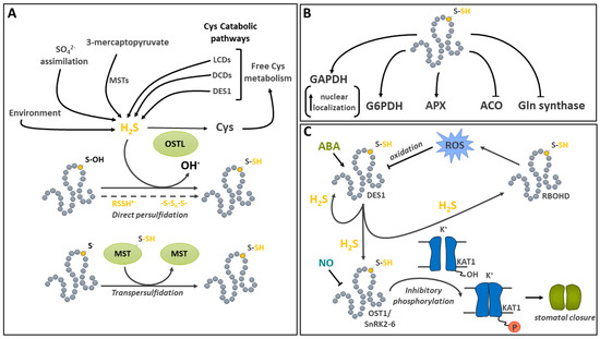Post-Translational Modifications to Cysteine Residues in