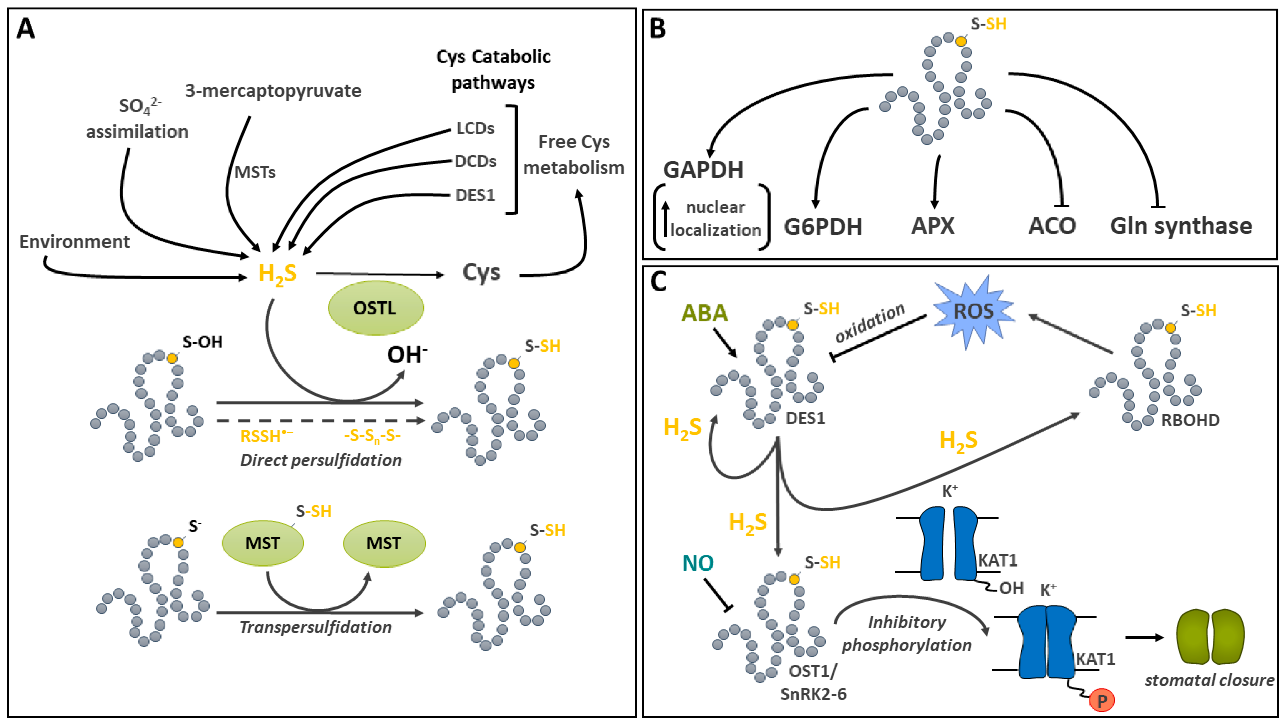 Ijms 25 09845 g005 Ijms 25 09845 g005