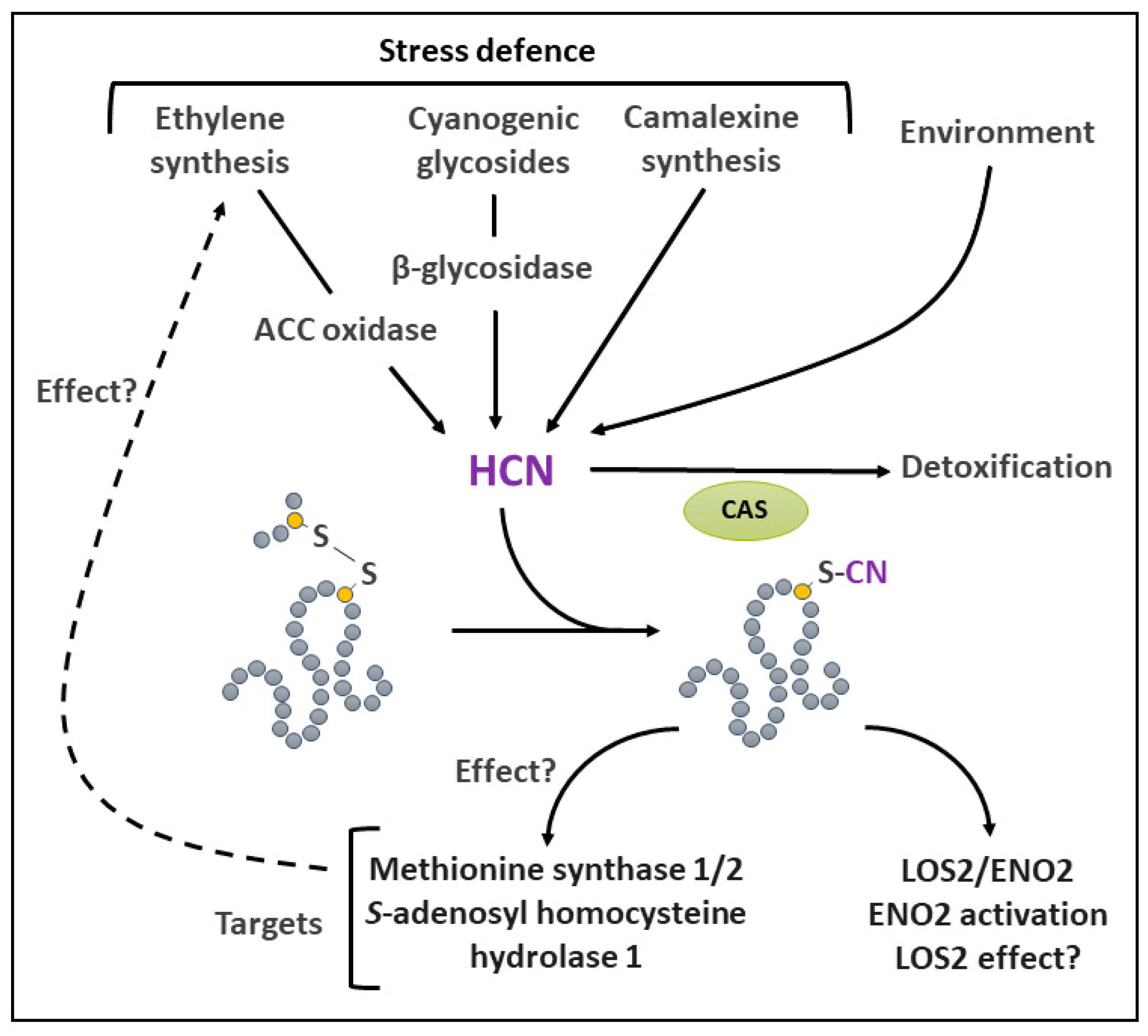 Ijms 25 09845 g006 Ijms 25 09845 g006